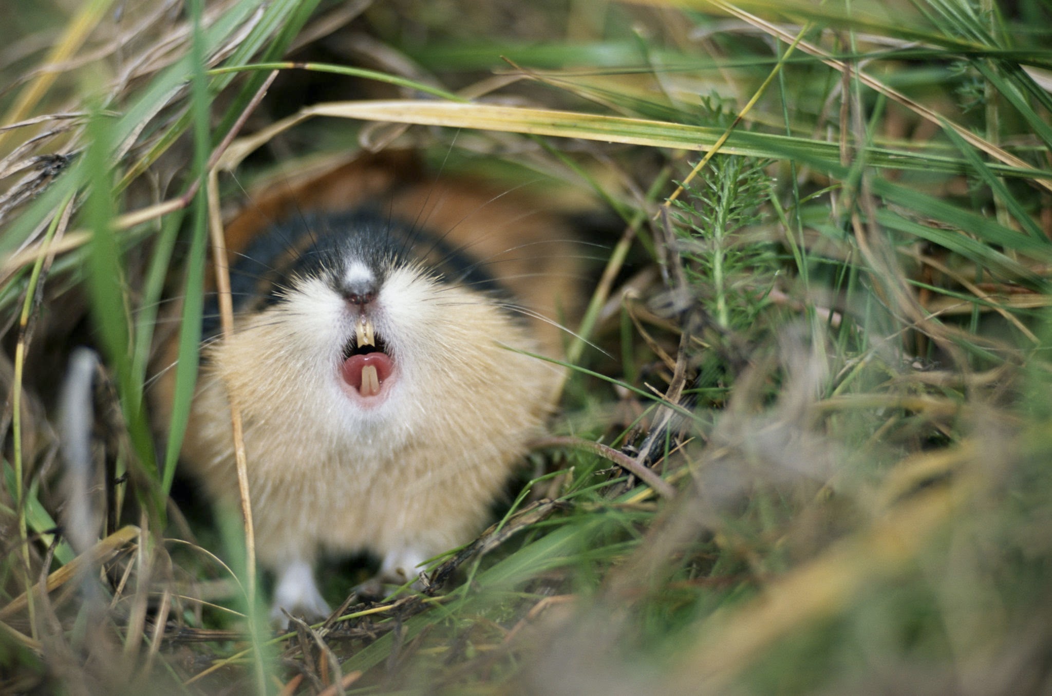 Lemming, Worldbuilding experts, Lemming enthusiasts, Stack Exchange users, 2050x1360 HD Desktop