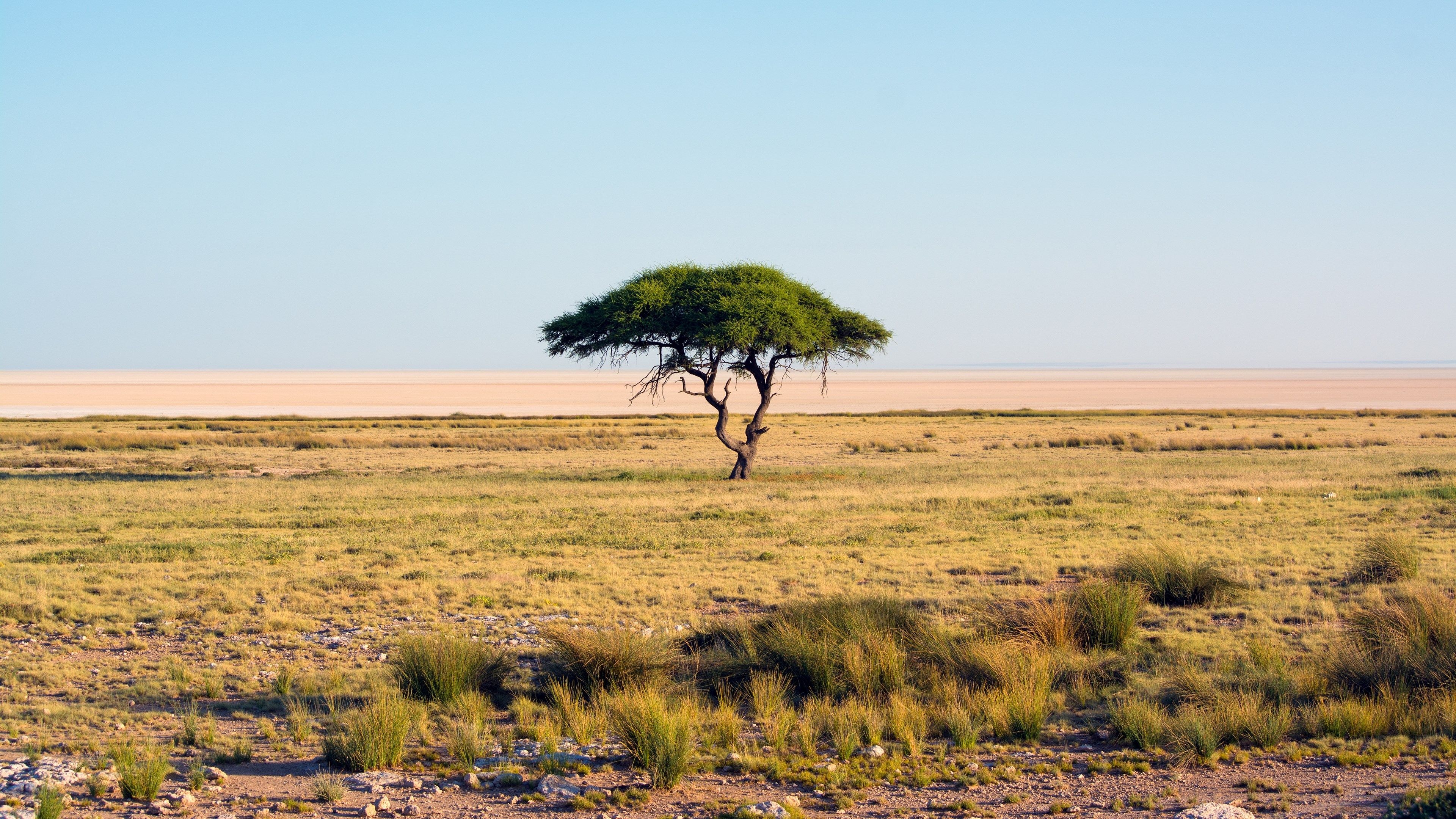 Africa, Beautiful background wallpaper, Savannah chat landscape, 3840x2160 4K Desktop