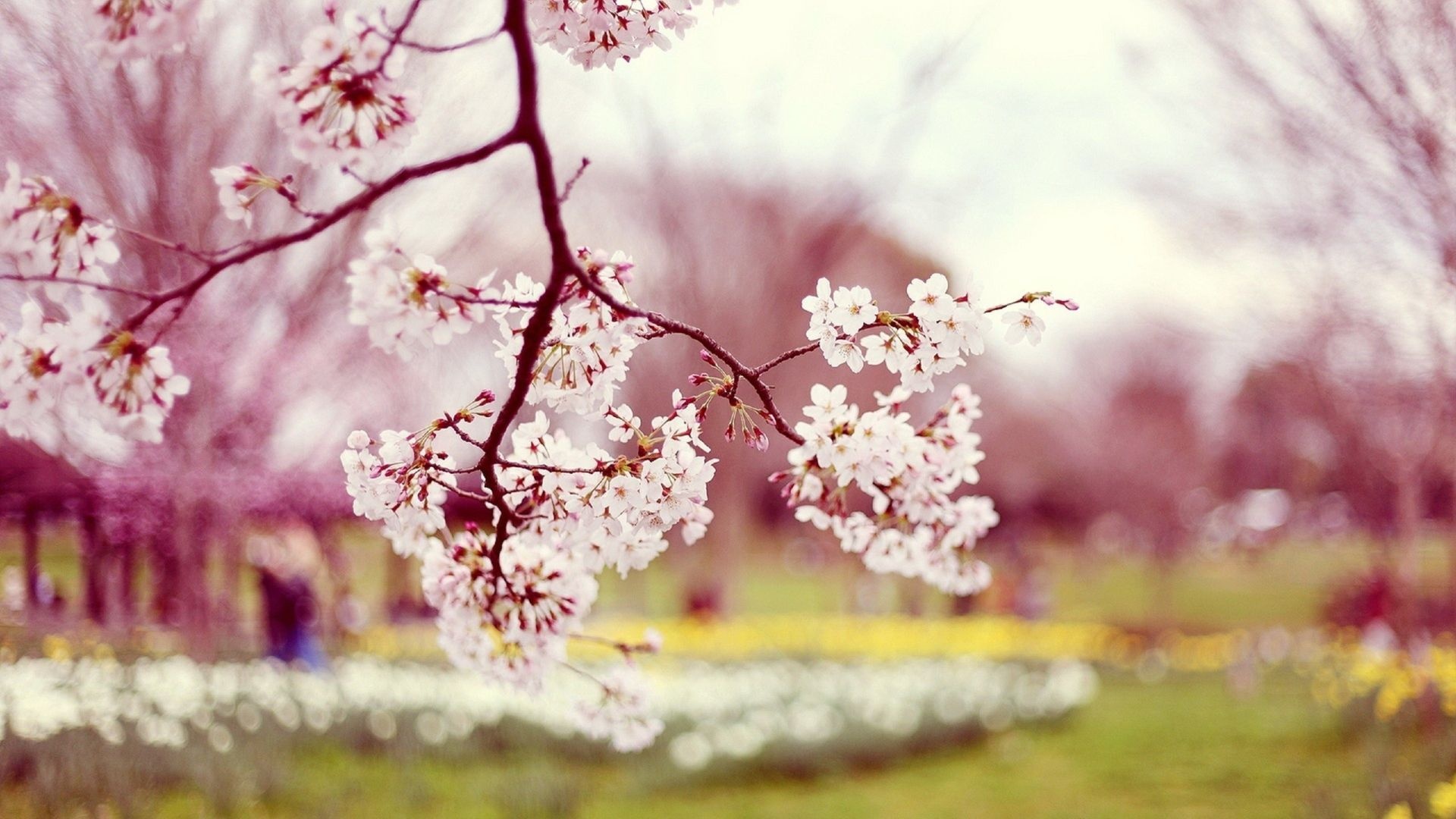 Blooming cherry blossom branch, Blurred spring park meadow, Pastel pink bokeh lighting, Full HD Desktop wallpaper