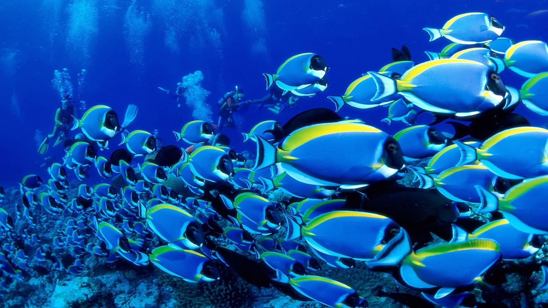 Powder blue tang school, Scuba divers behind, Coral reef slope, Full HD Desktop wallpaper
