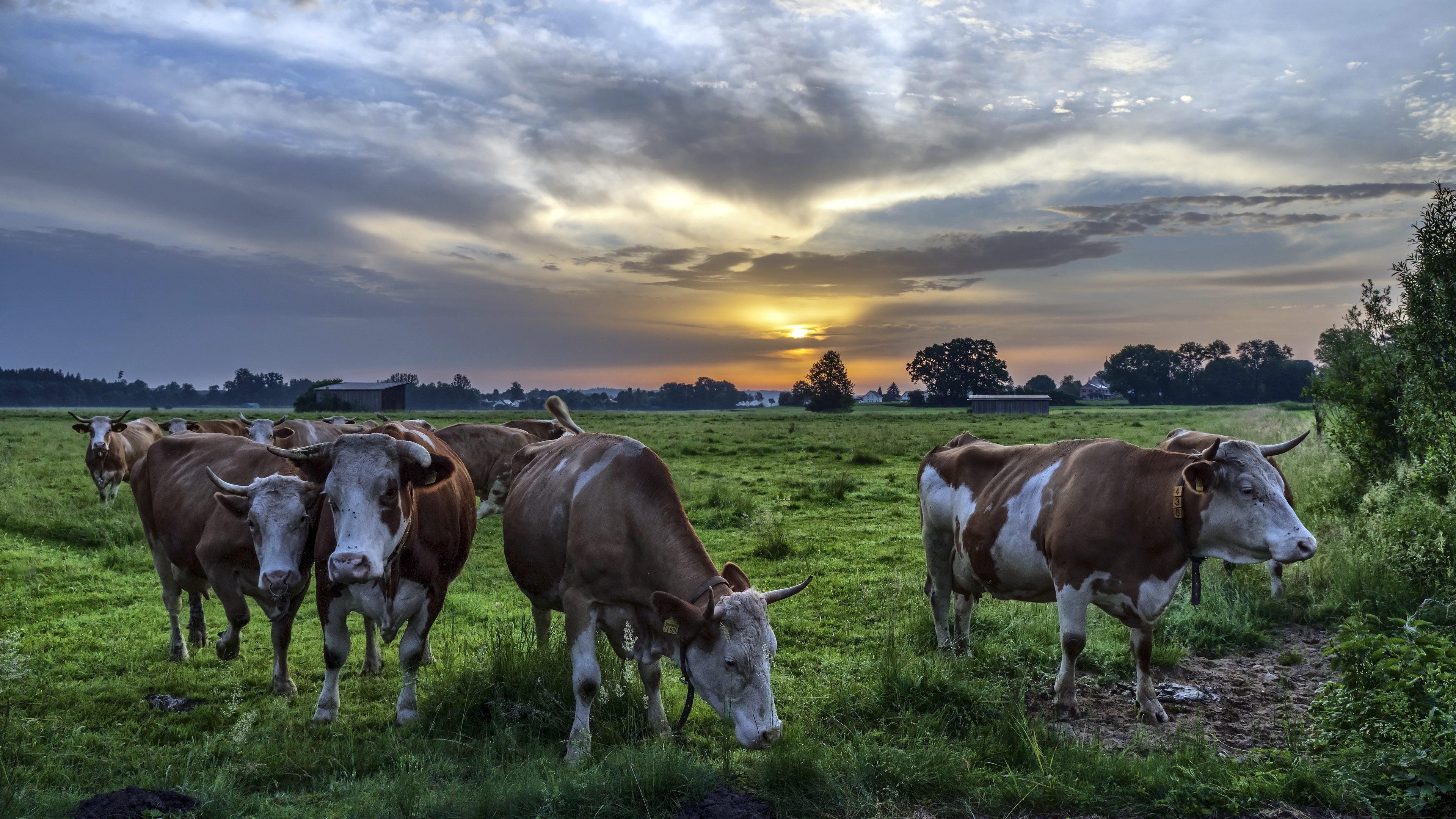 Nature's beauty, Cow in a field, Cloudy skies, Serene landscape, 3840x2160 4K Desktop