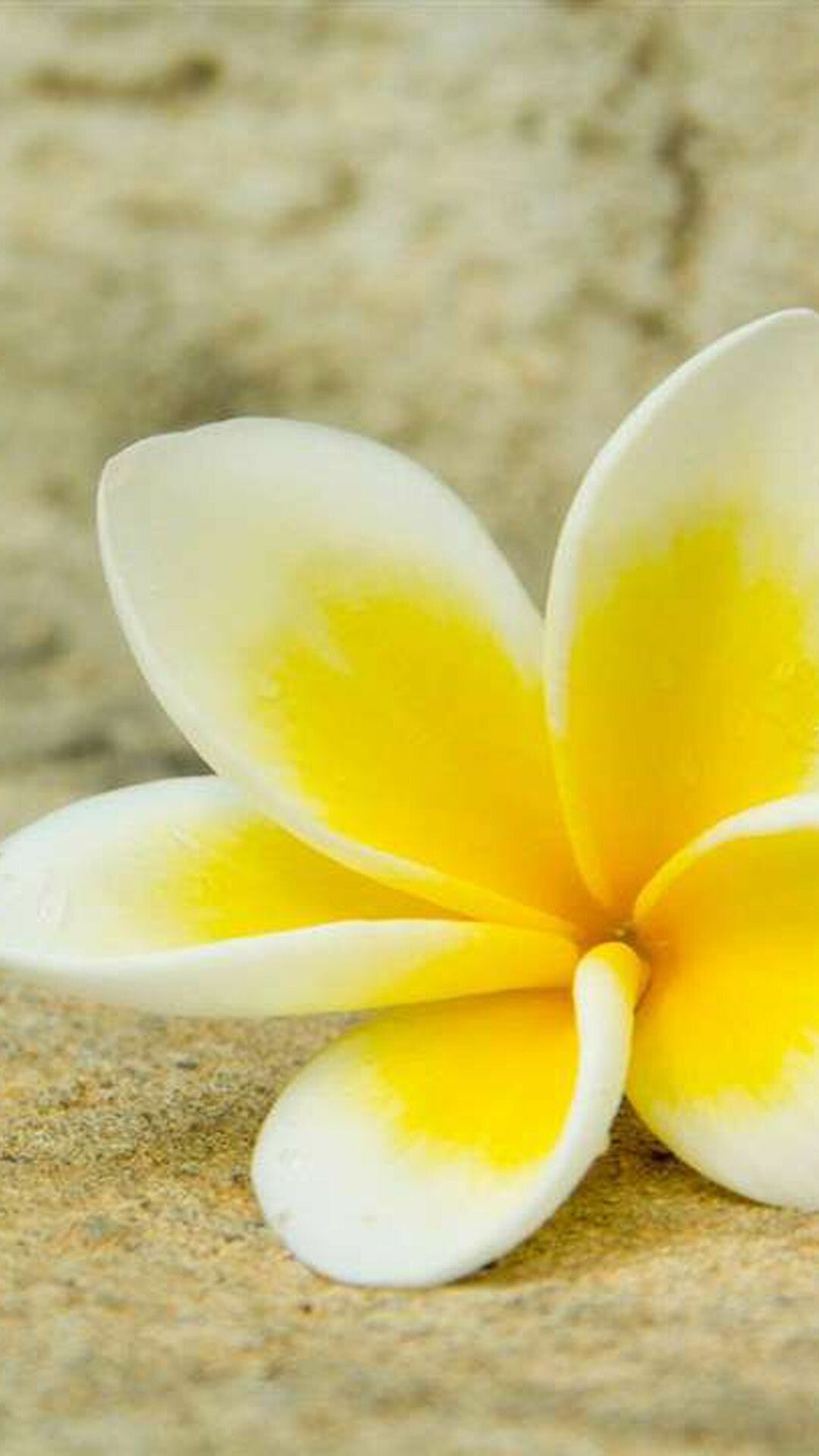 Plumeria flowers, Samsung galaxy wallpaper, Fragrant and beautiful, Tropical elegance, 1080x1920 Full HD Phone