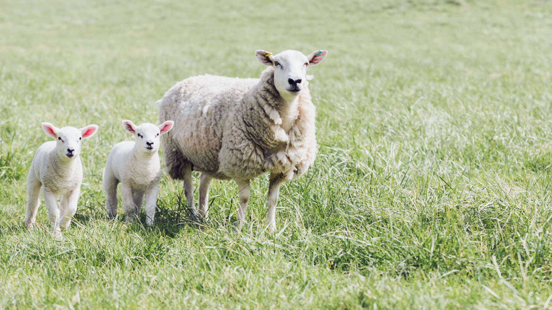 Sheep background images, Picturesque grazing scenes, Nature's beauty, Peaceful countryside, 1920x1080 Full HD Desktop