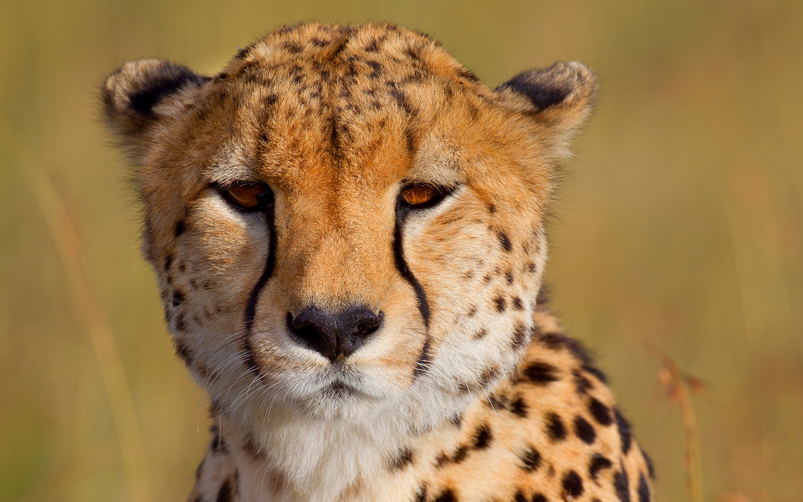 Cheetah wallpaper, Powerful presence, Striking pattern, High impact, 2560x1600 HD Desktop