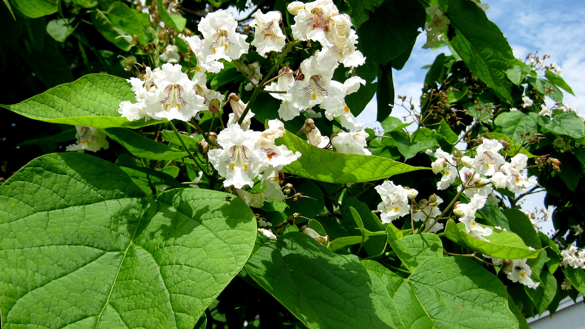 Northern catalpa, Attention grabber, Arbor Day Blog, 1920x1080 Full HD Desktop