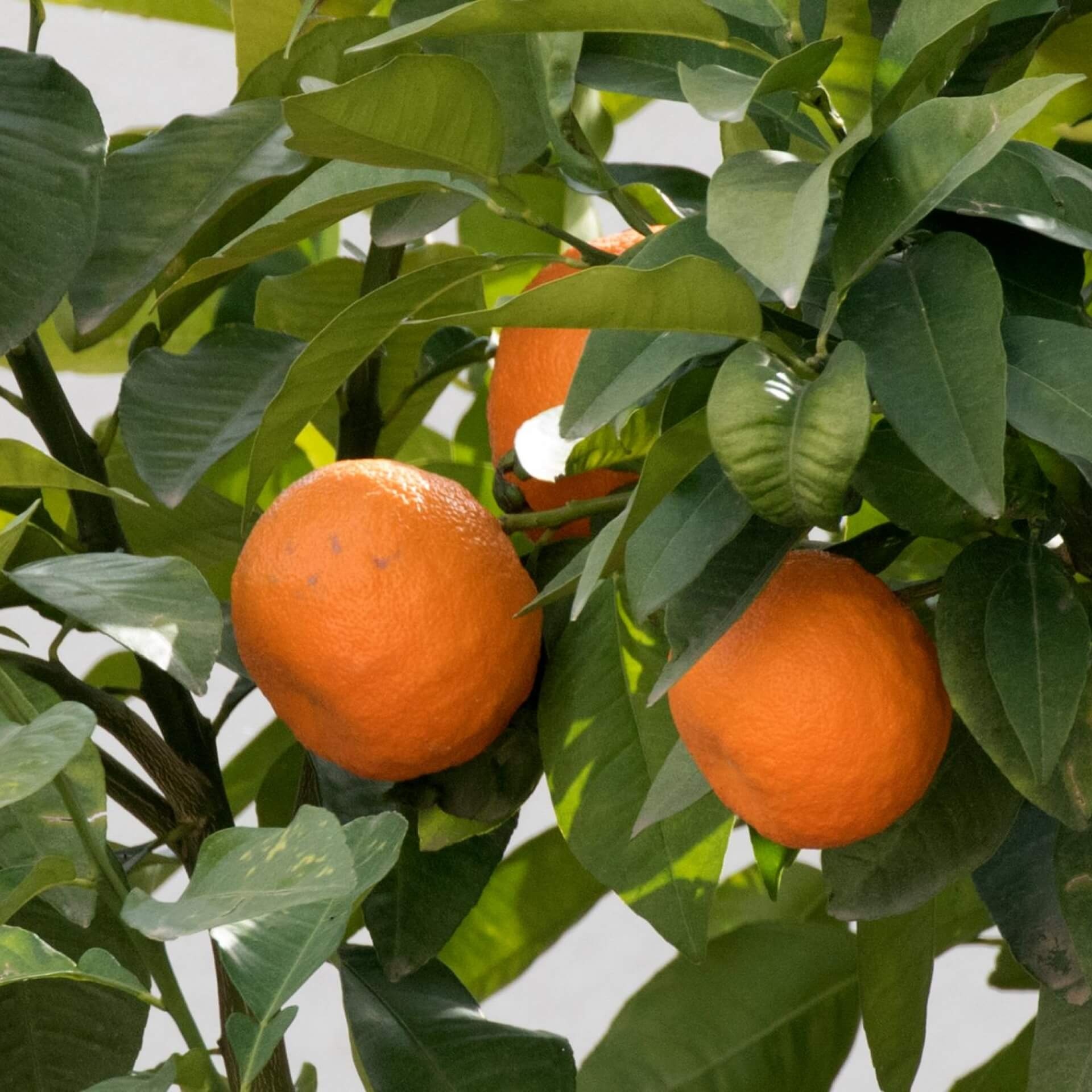 Bitterorange citrus x aurantium, Pflanzenportrait, Citrus species, Bitter orange, 1920x1920 HD Phone