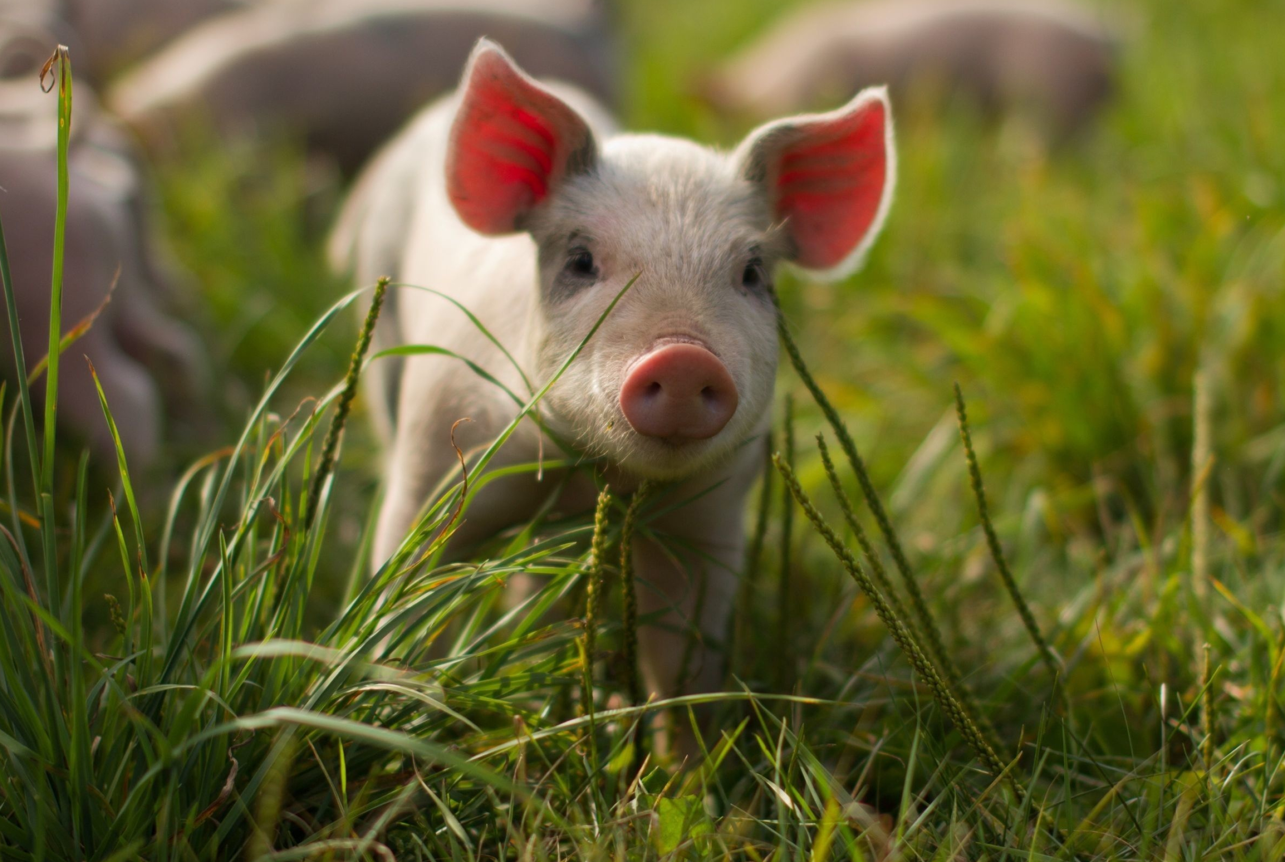 Beautiful piglet pictures, 4K farm cuteness, Precious snouts, Playful oinks, 2630x1770 HD Desktop