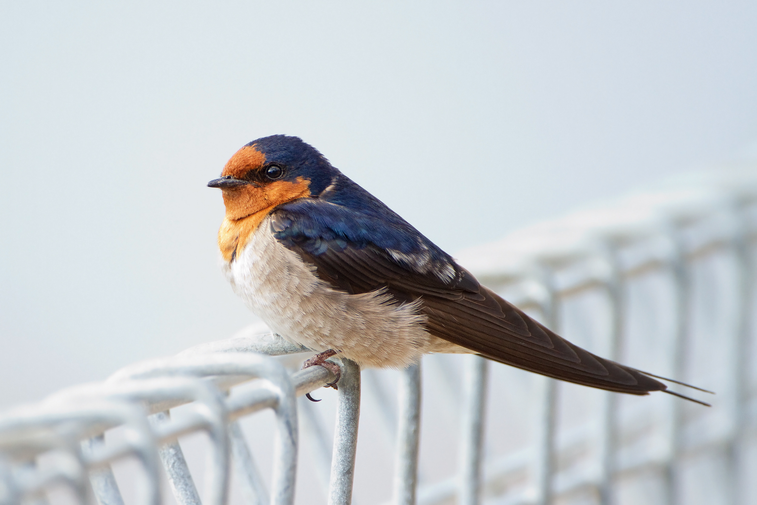 Welcome swallow, Swallow Wallpaper, 2500x1670 HD Desktop