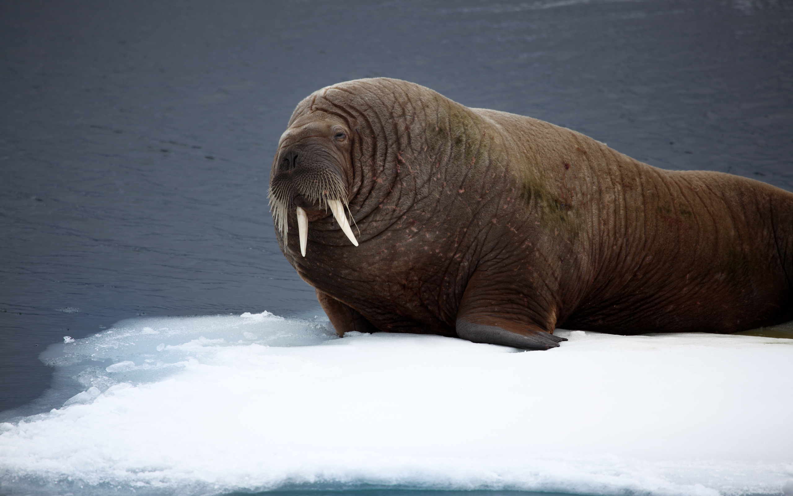 Walrus wallpaper, Oceanic creature, Majestic tusks, Screen, 2560x1600 HD Desktop