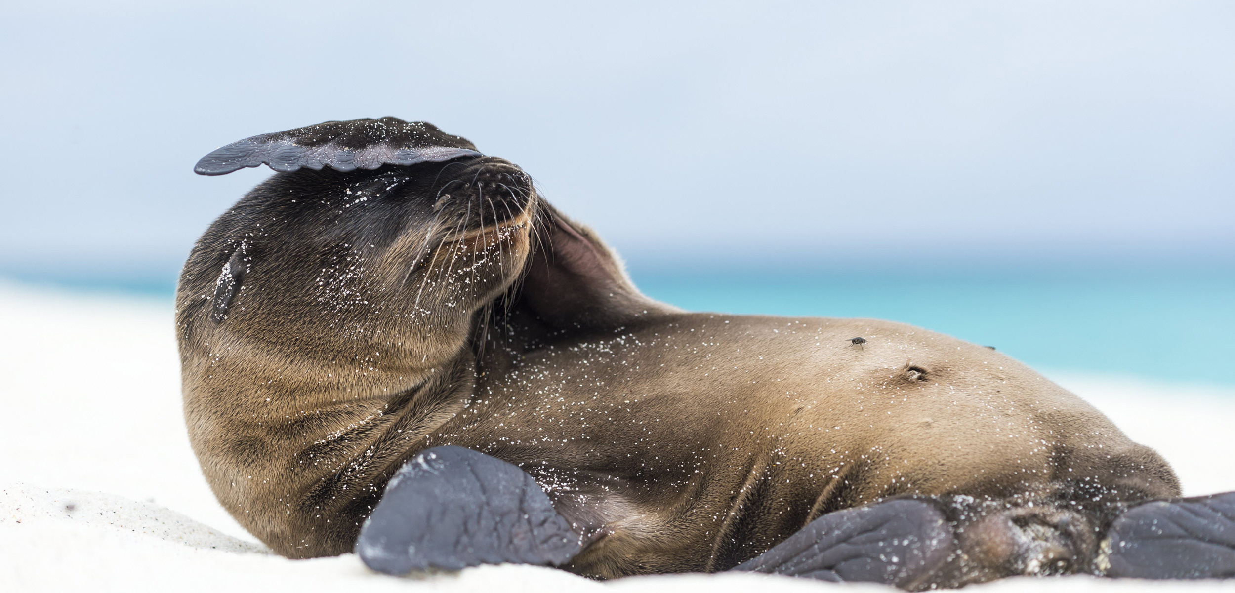 Small sea lions, Big personalities, Intriguing behaviors, Coastal wildlife wonders, 2500x1210 Dual Screen Desktop