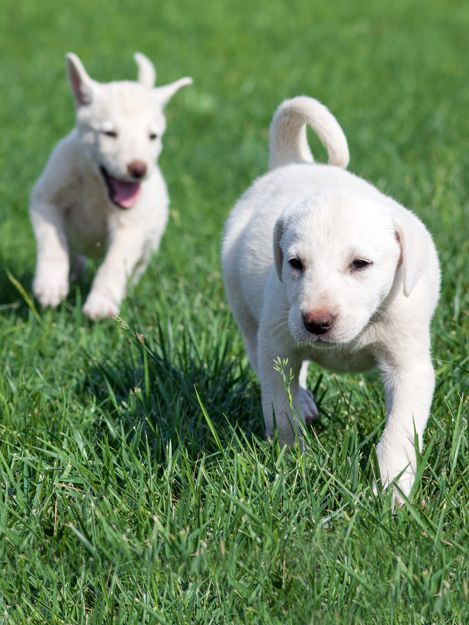 Akbash Dog, Akbash training course, Akbash, Training course, 1540x2050 HD Phone