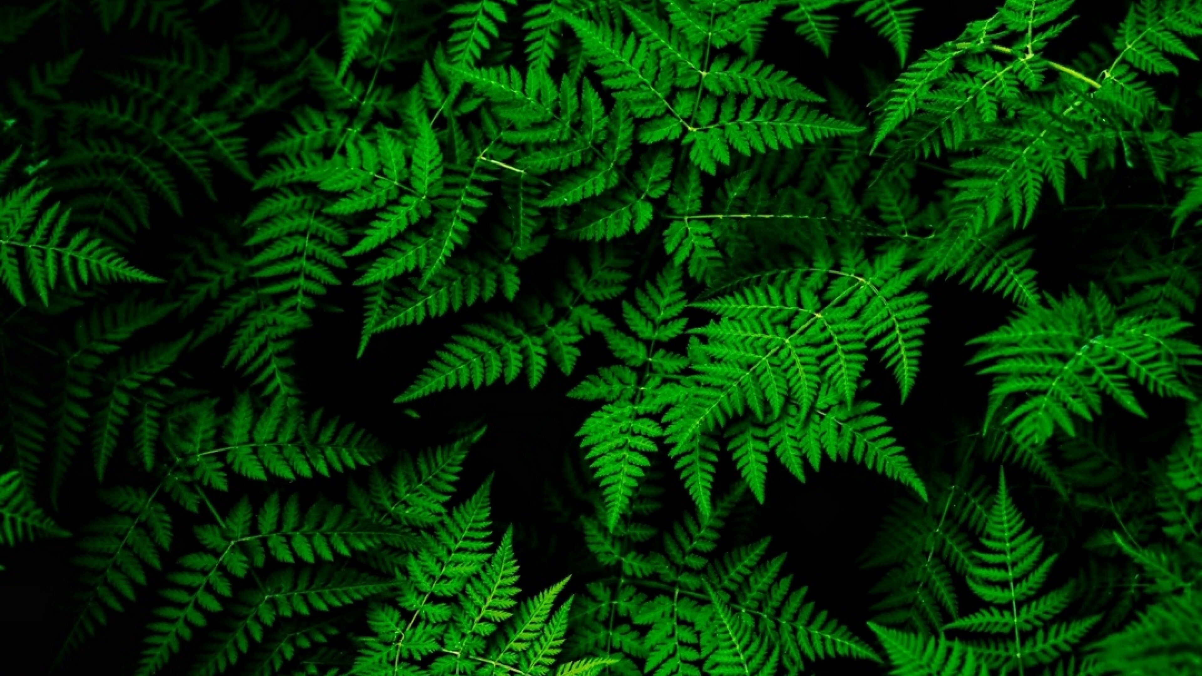 Fern, Go Green Wallpaper, 3840x2160 4K Desktop