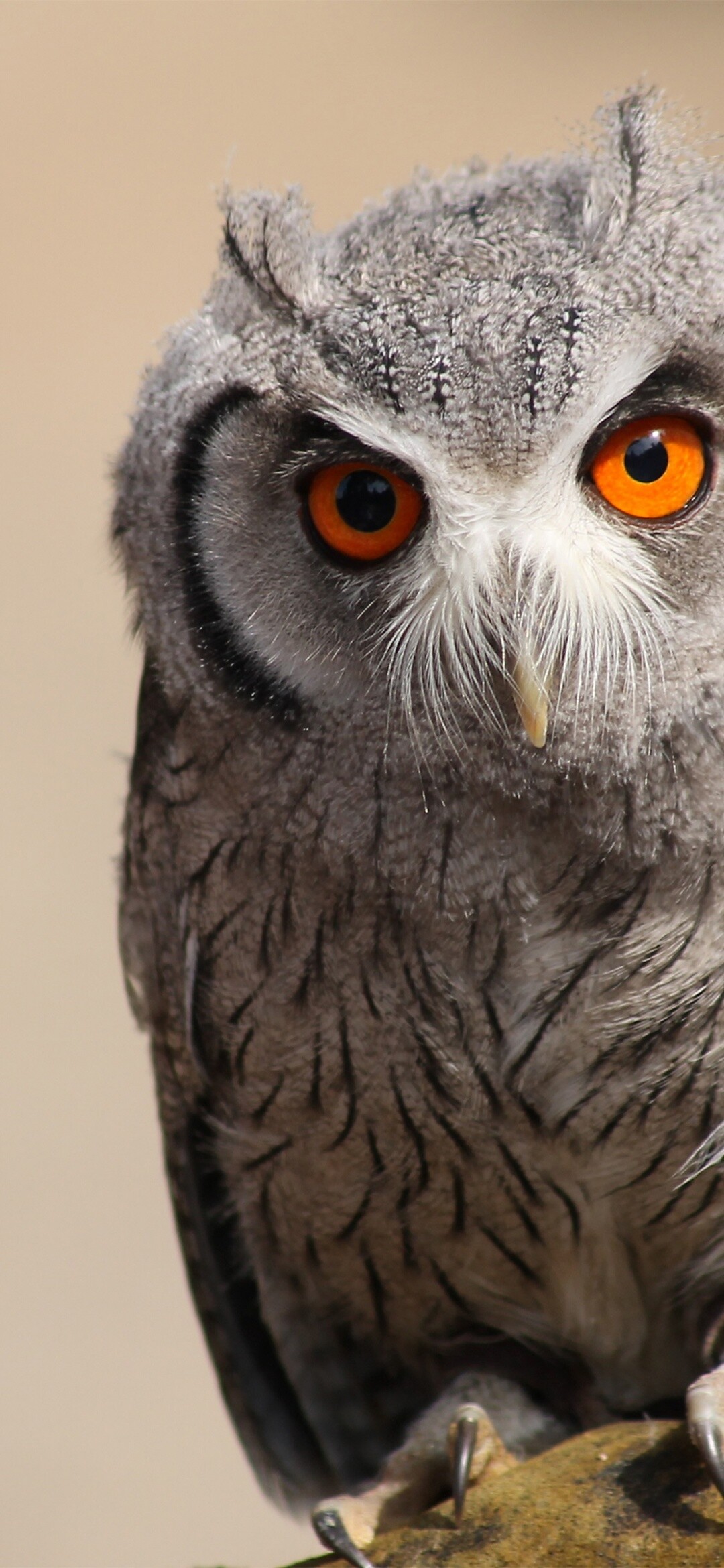 White-faced owl, Owls Wallpaper, 1080x2340 HD Phone