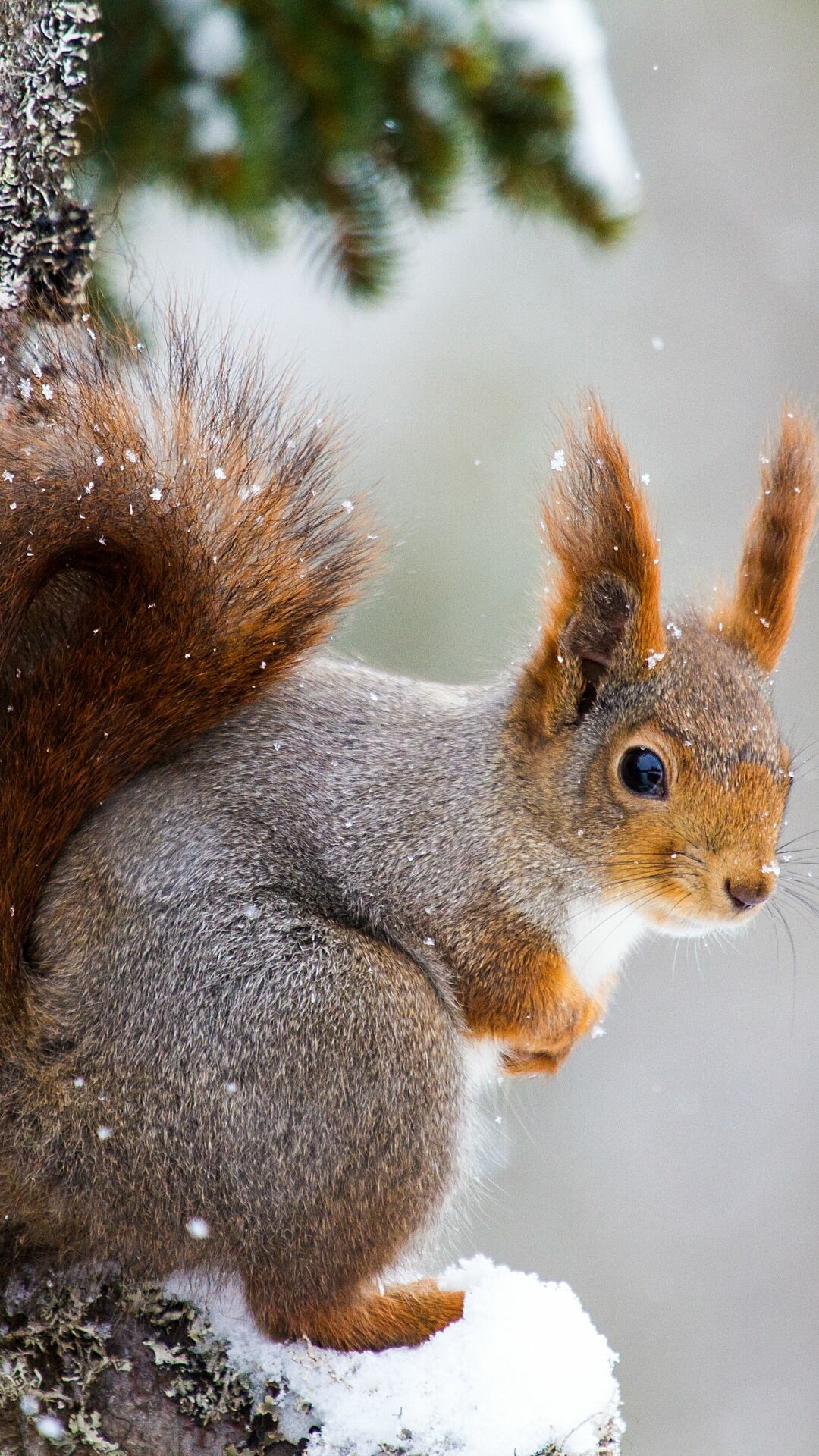 Animal squirrel mobile wallpaper, Cute squirrel, Animals beautiful, Nature, 1080x1920 Full HD Phone
