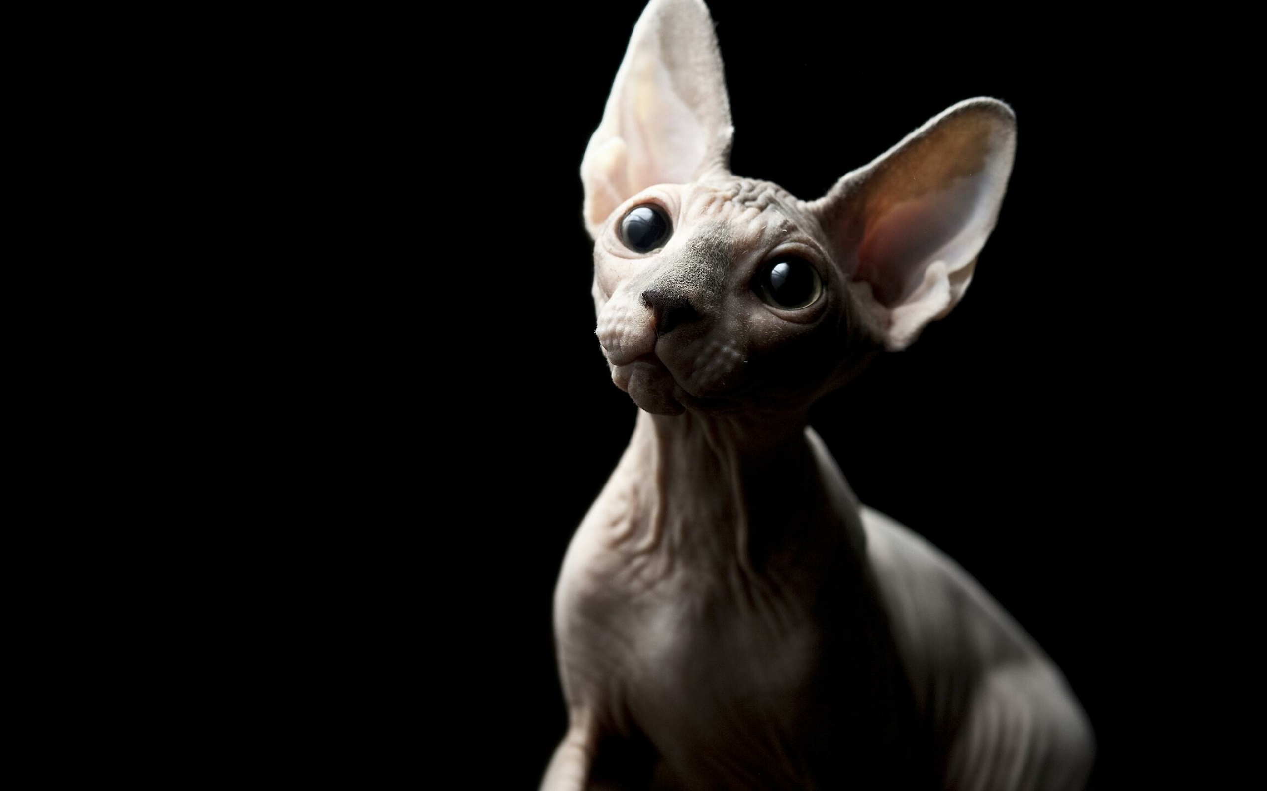 Sphynx Cat, Amazing wallpapers, Distinctive feline, Exotic charm, 2560x1600 HD Desktop