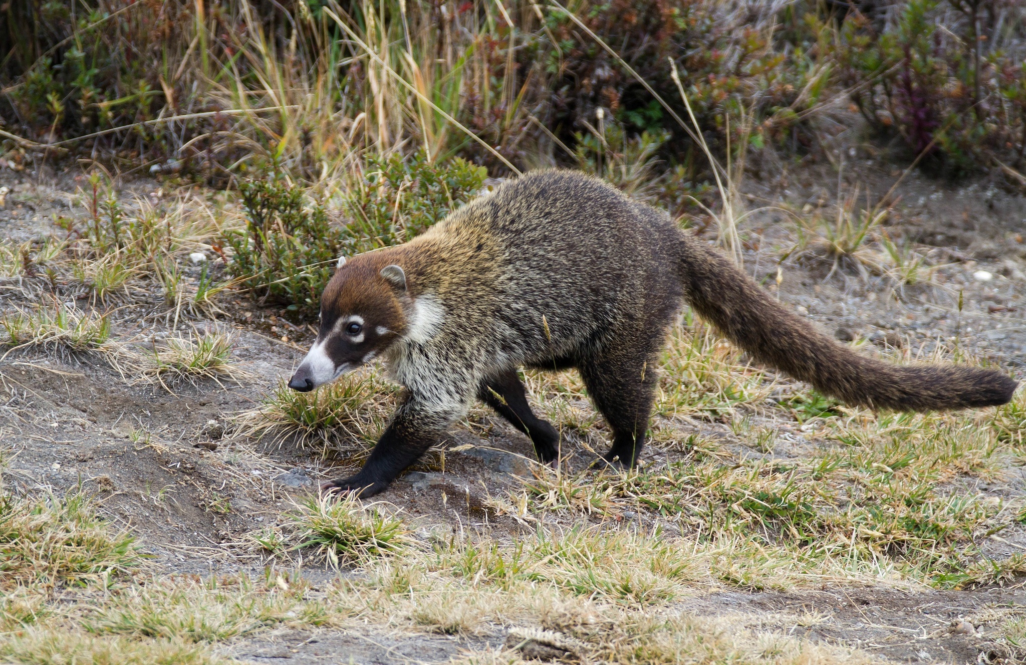 Native US animals, National wildlife federation, Wildlife, Blog, 2050x1330 HD Desktop