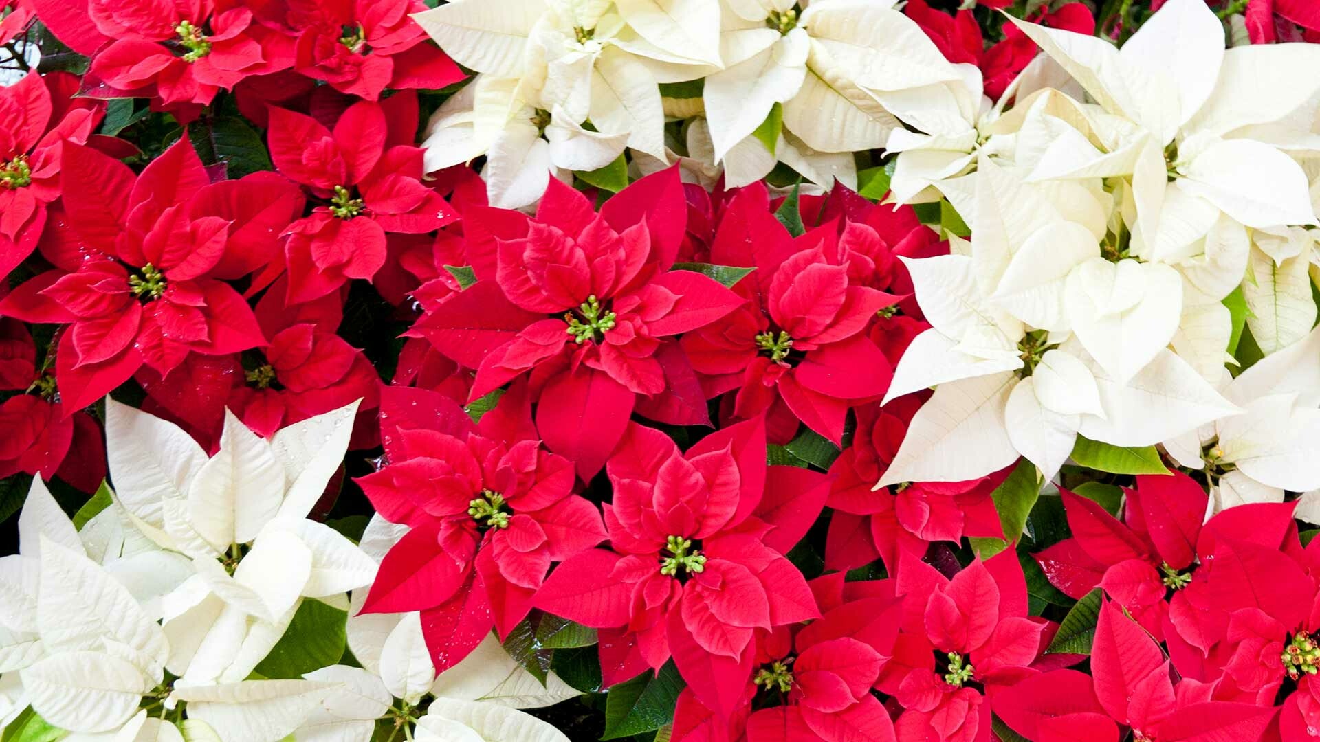Year-round care, Poinsettia maintenance, Constant floral beauty, Everlasting elegance, 1920x1080 Full HD Desktop