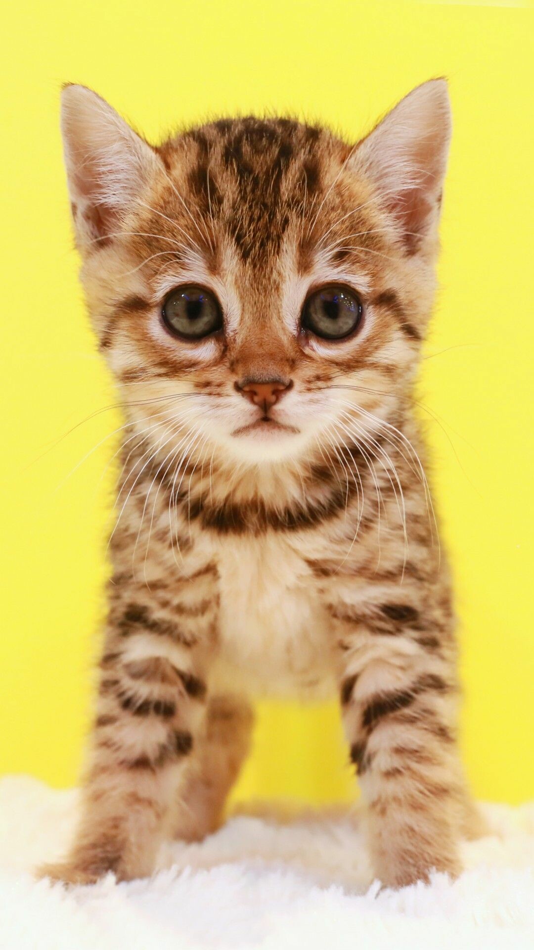 Cats in nature, Gentle companions, Kitten cuteness, Playful, 1080x1920 Full HD Phone