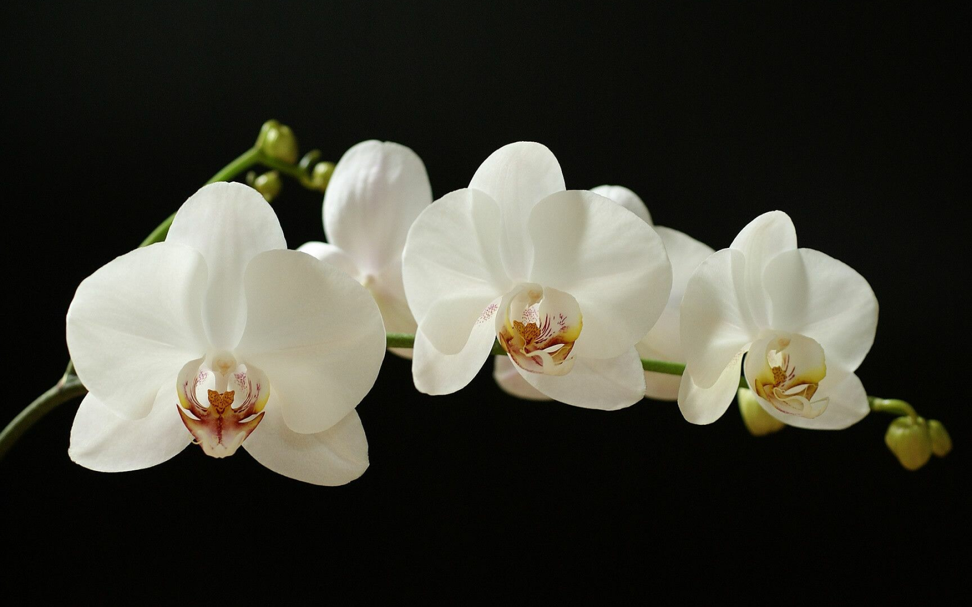 White orchid beauty, Breathtaking backgrounds, Pure elegance, Floral charm, 1920x1200 HD Desktop