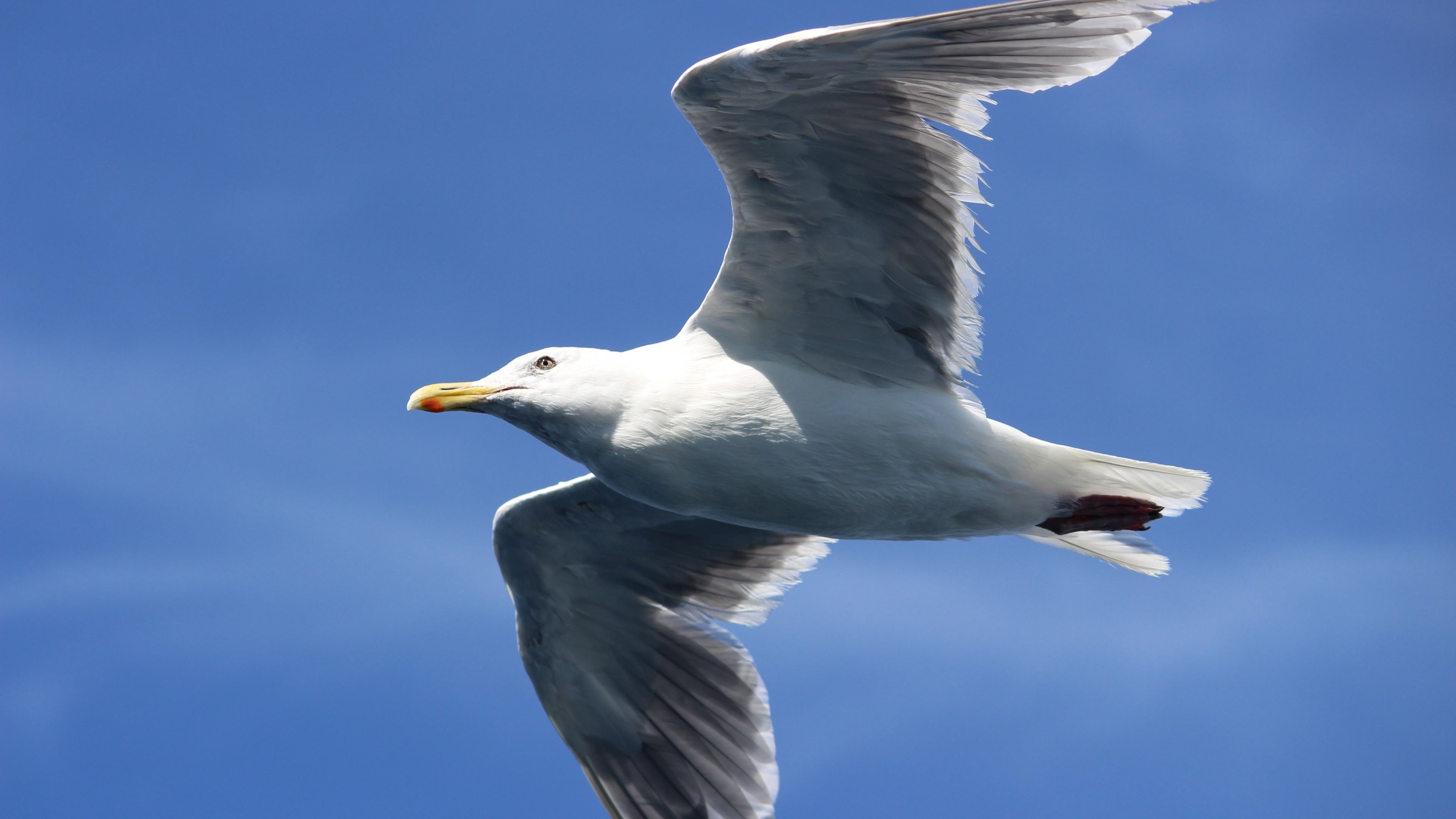 Seagull, Bird, Flight, Widescreen, 3840x2160 4K Desktop