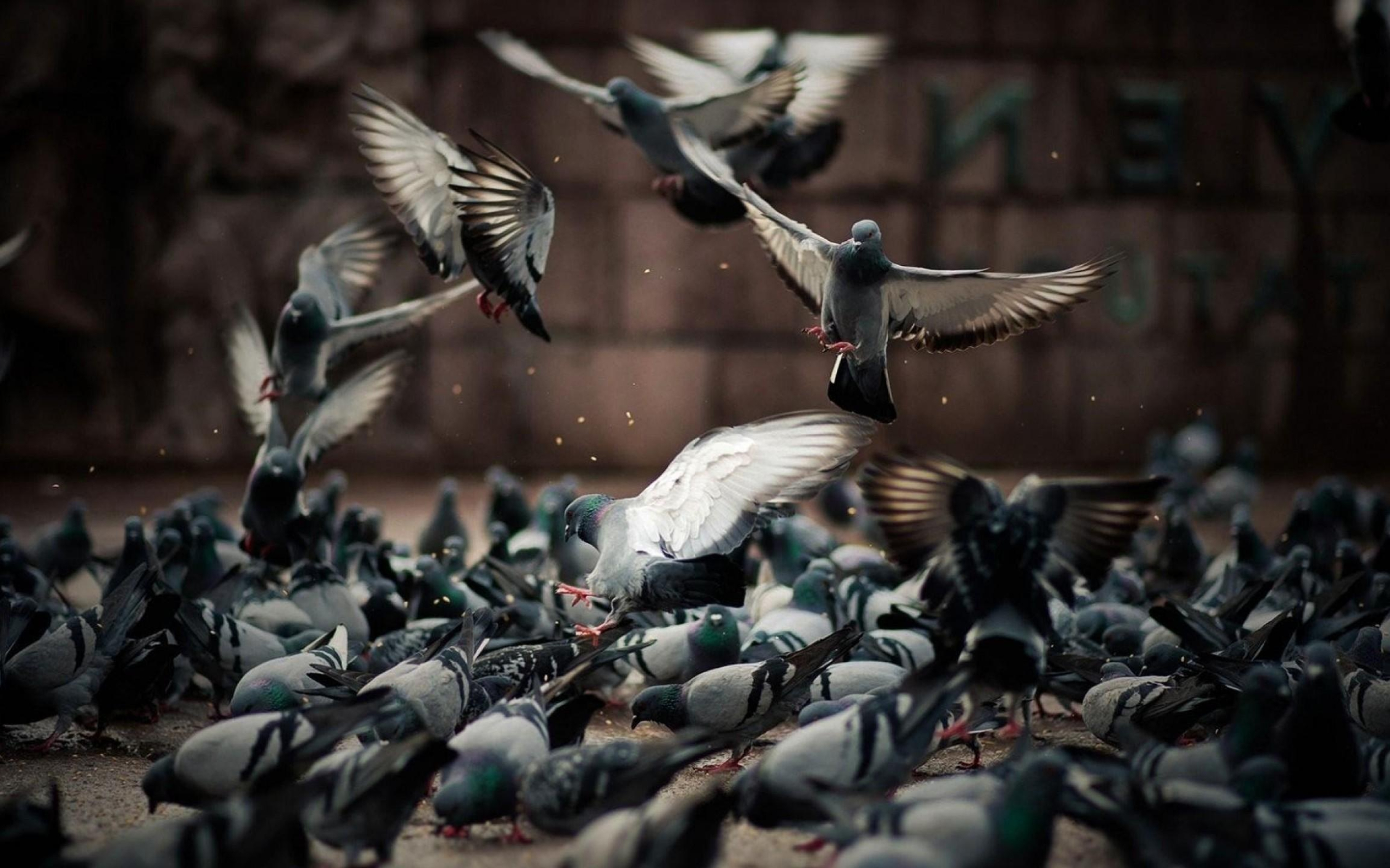 Flock, Pigeons Wallpaper, 2560x1600 HD Desktop