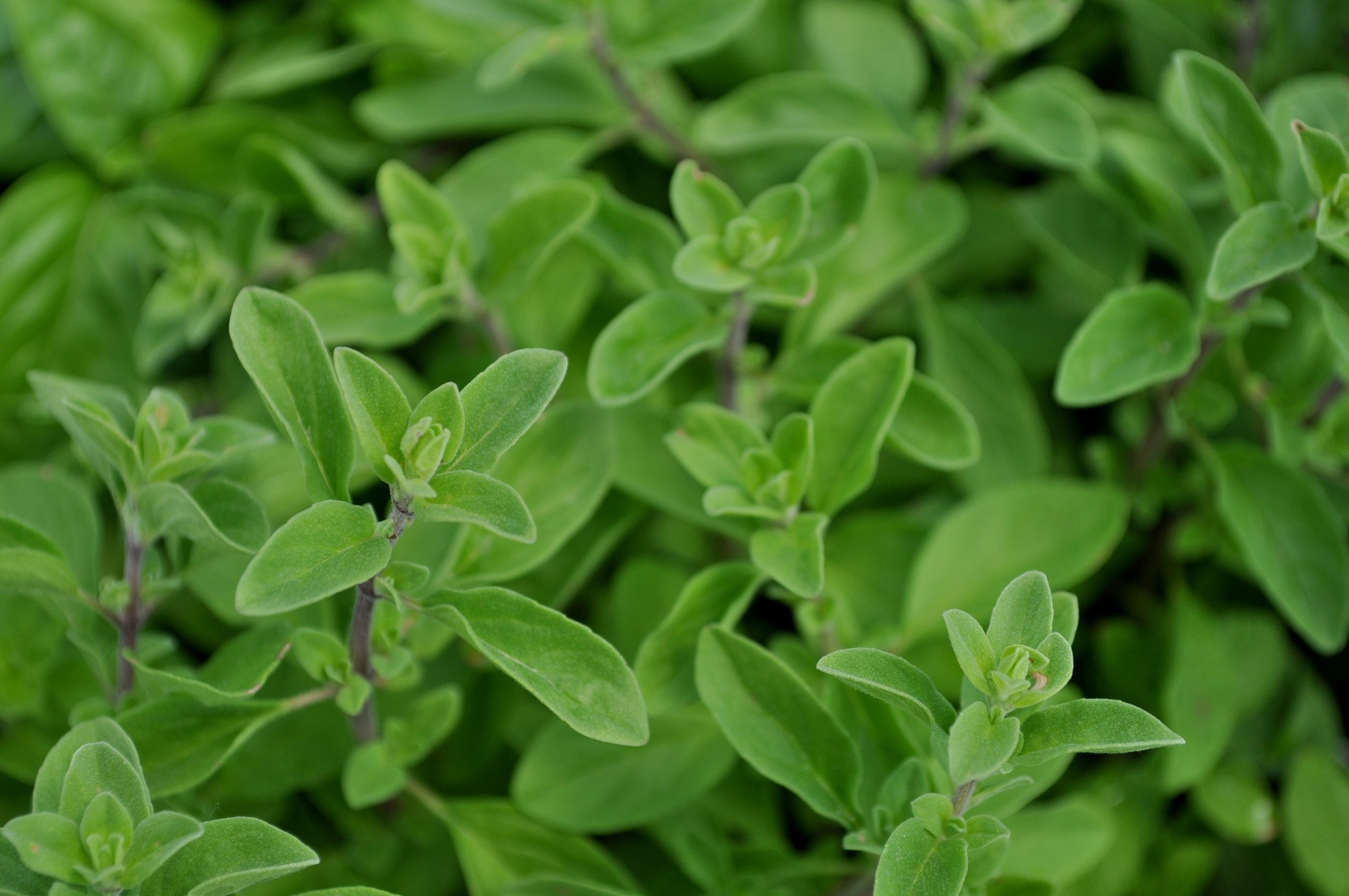 Marjoram compact, Uncle John's garden, Marjoram, 2560x1700 HD Desktop