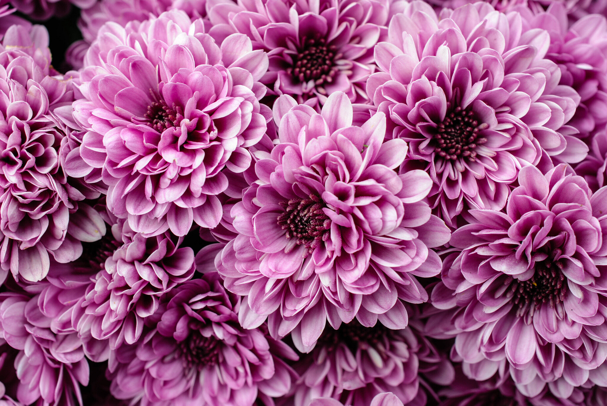 Chrysanthemum close-up, HD backgrounds, Floral beauty, Striking colors, 2050x1380 HD Desktop