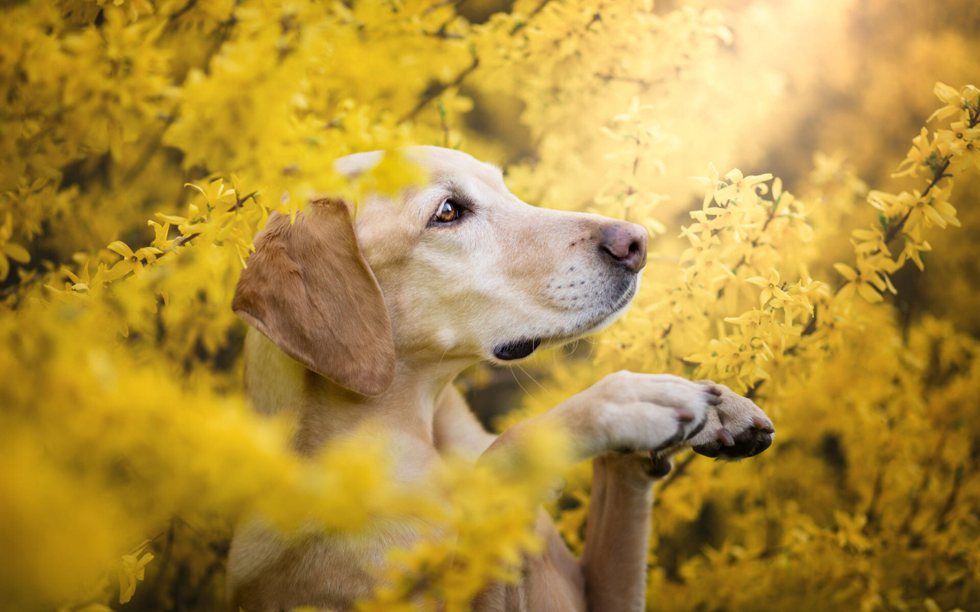 Profile, Labrador Retriever Wallpaper, 1920x1200 HD Desktop