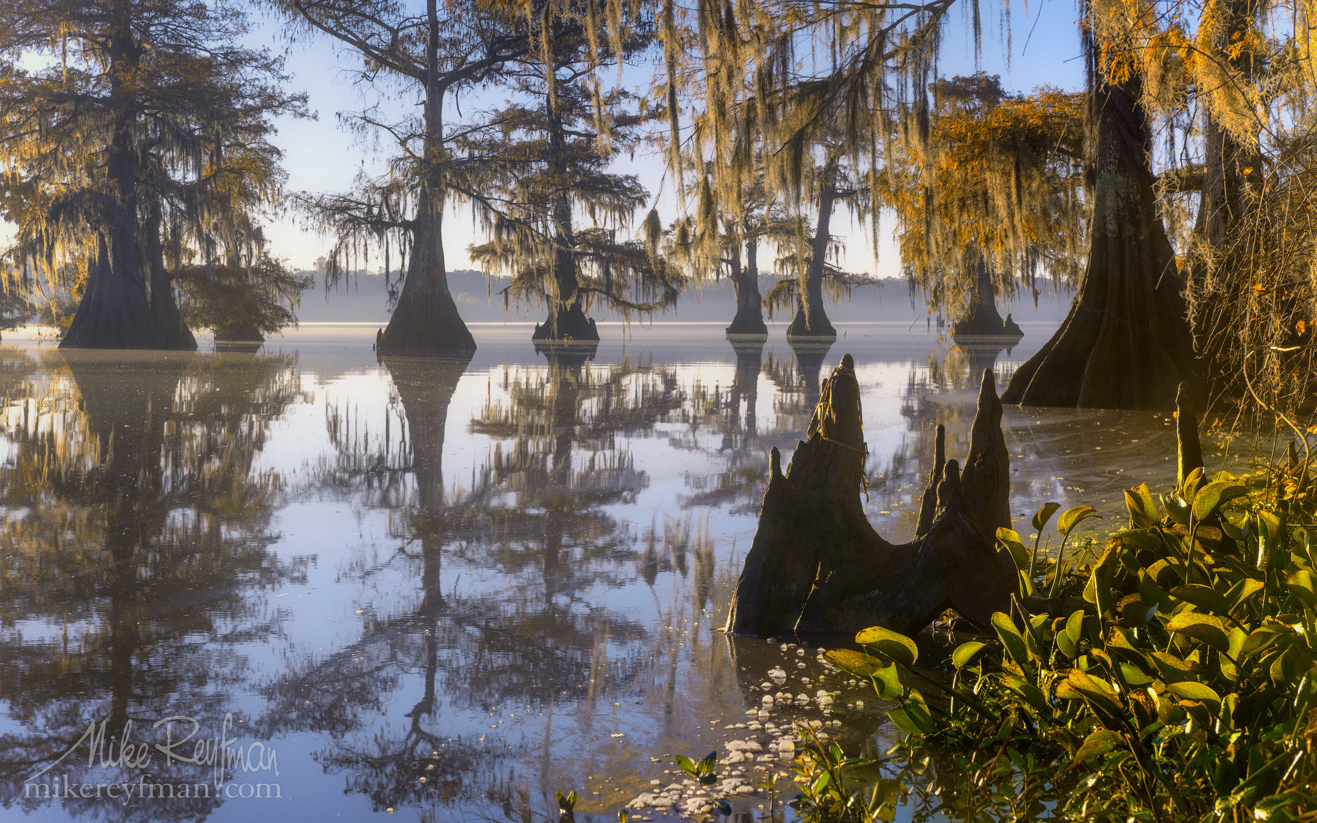 Lake Fausse, Cypress Tree Wallpaper, 2560x1600 HD Desktop