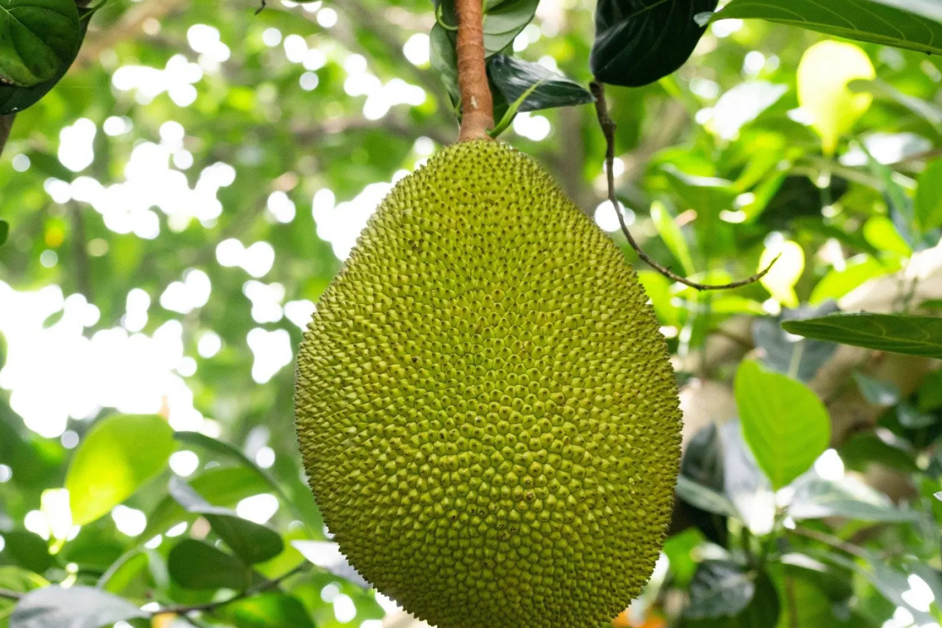 Jackfruit industry, Economic impact, Fruit farming, Growing market, 1920x1280 HD Desktop