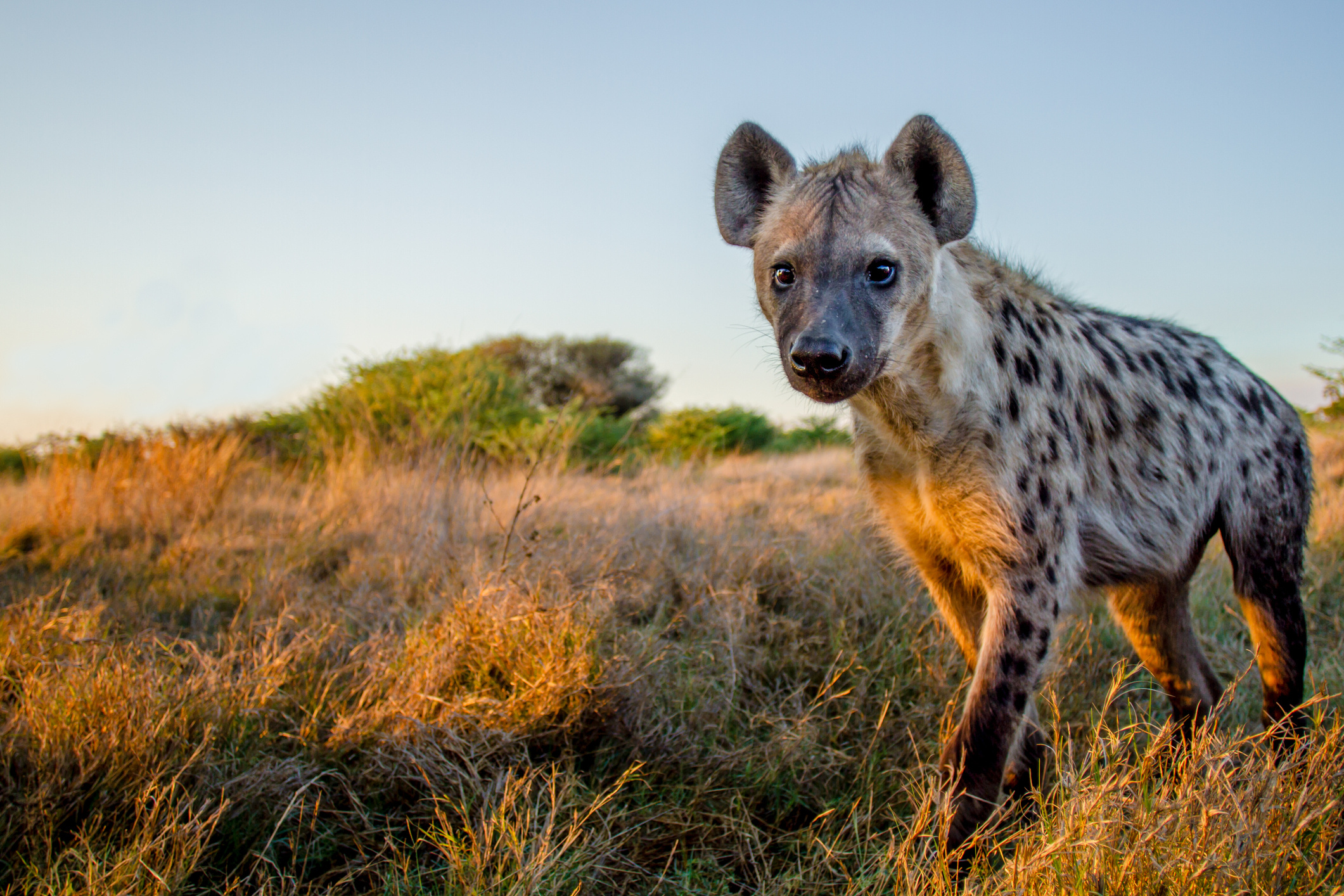 Hyena, Worlds First Coronavirus Cases, 2130x1420 HD Desktop