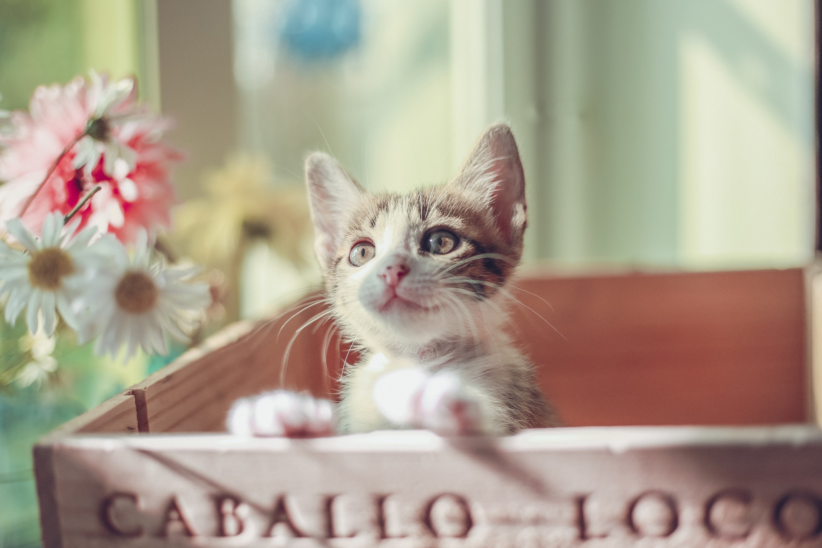 tabby and white kitten, Caballo Loco wooden crate, white daisy flowers, HD Desktop wallpaper