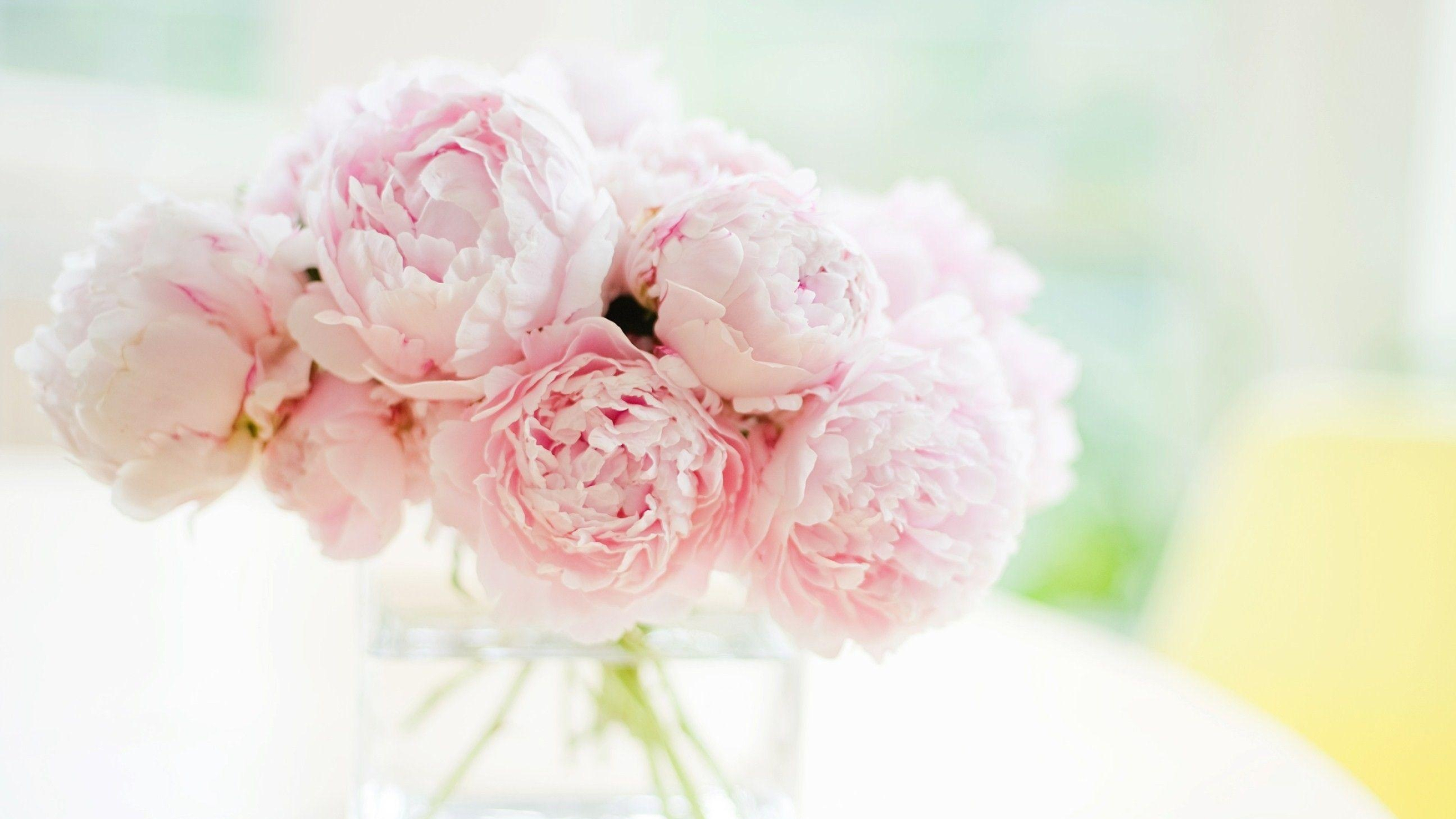 Pale pink peonies, Clear glass vase, Bright window light, HD Desktop wallpaper