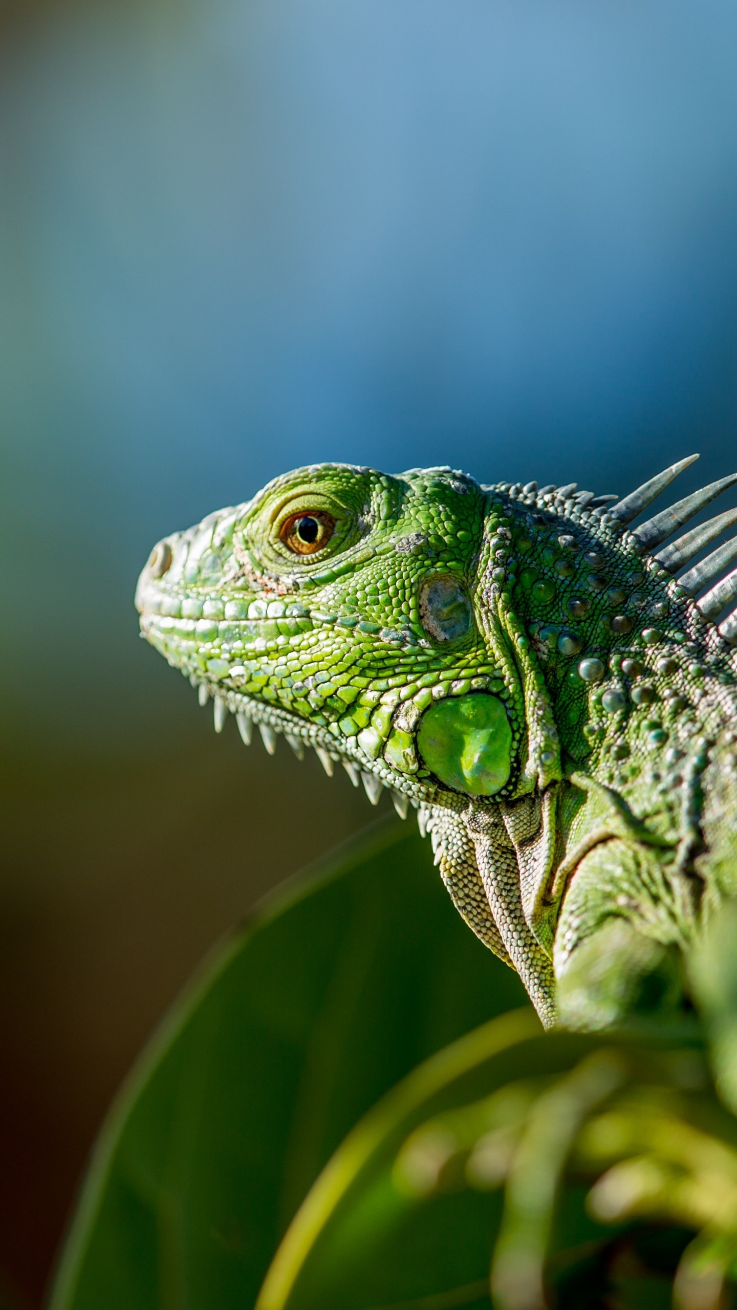 Iguana, Green animals, Wallpaper, Page 7, 1440x2560 HD Phone