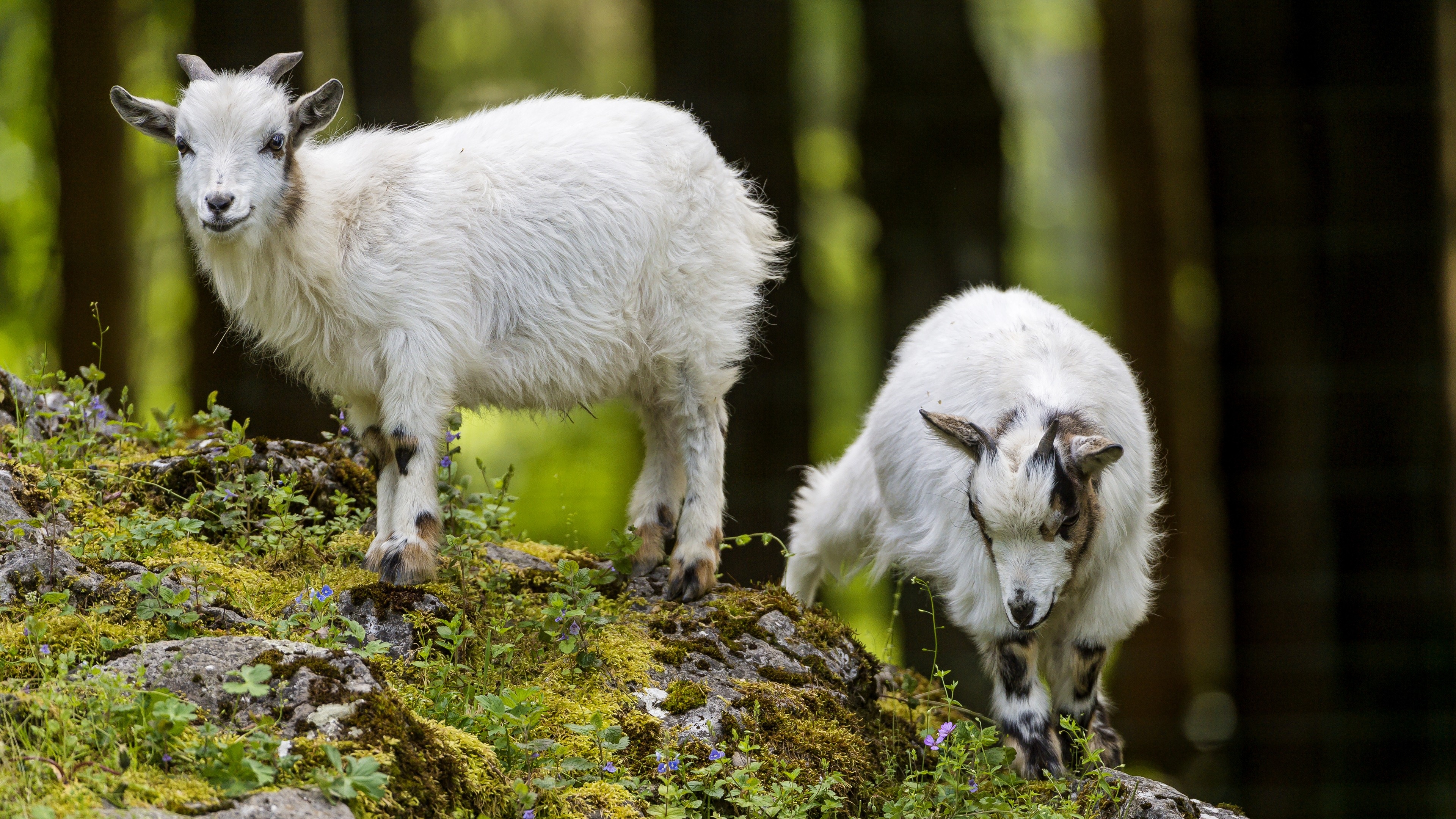 Goat babies, Playful exploration, Cute companions, Loving siblings, 3840x2160 4K Desktop