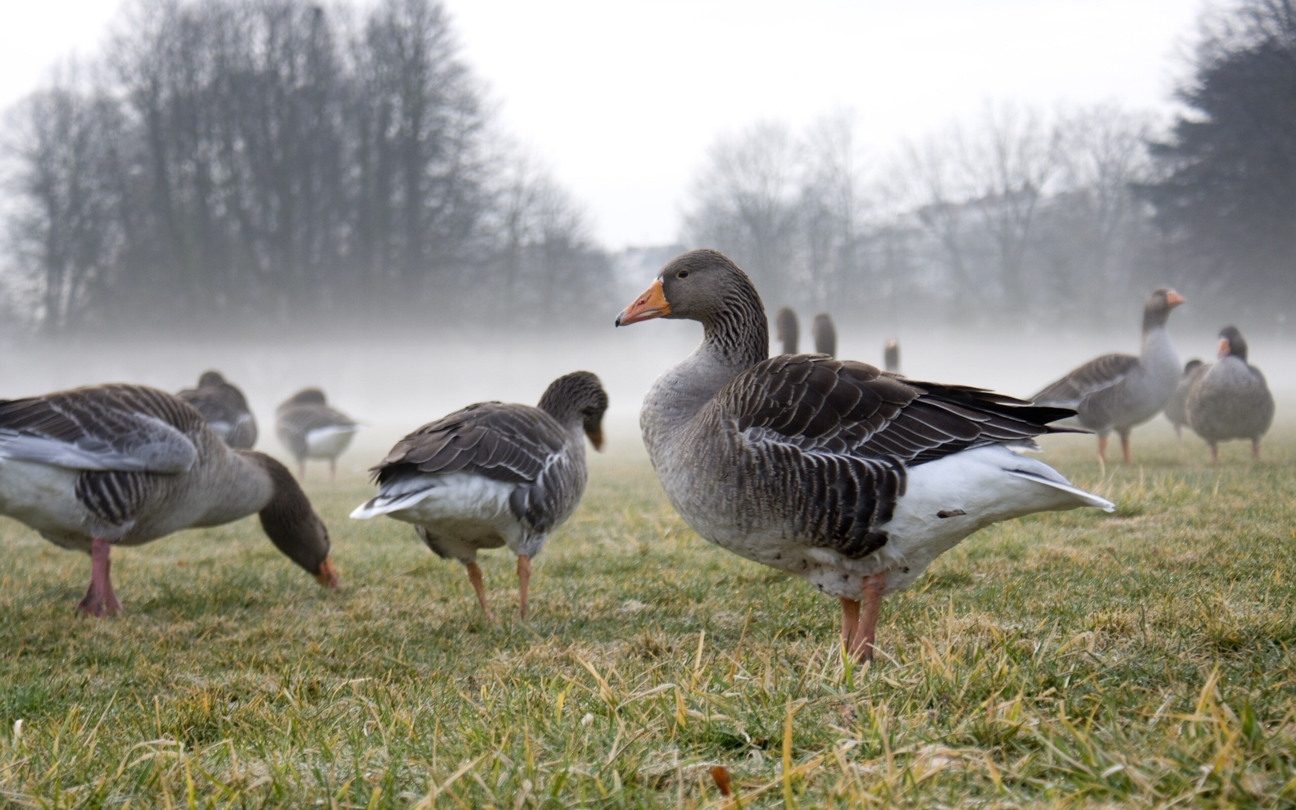 Majestic goose, High-definition wallpaper, Exquisite image, Striking, 2560x1600 HD Desktop