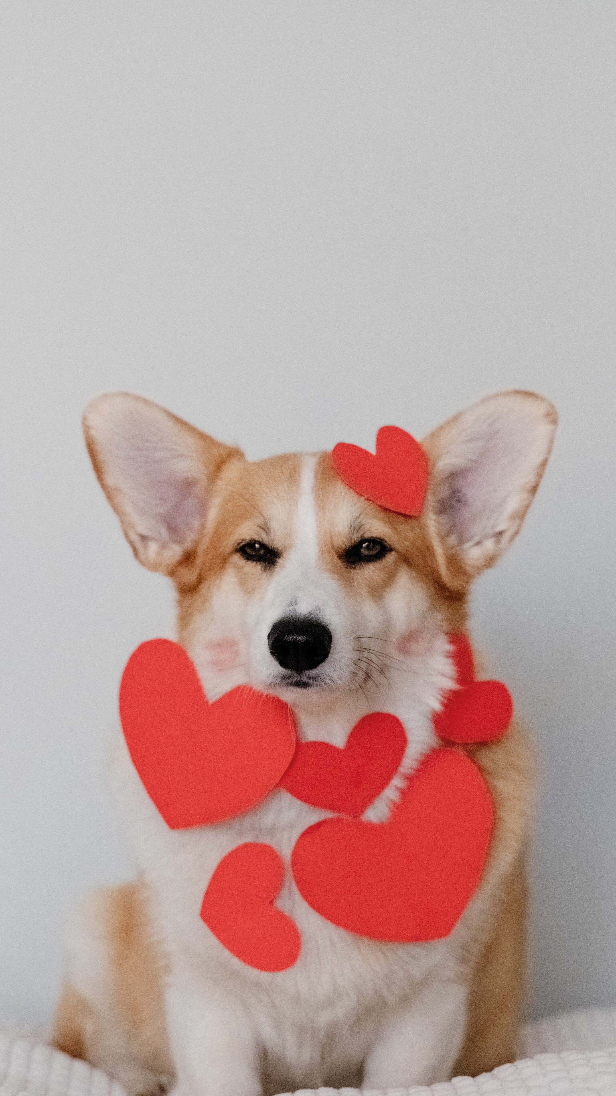 Hearts, Corgis Wallpaper, 2160x3840 4K Phone