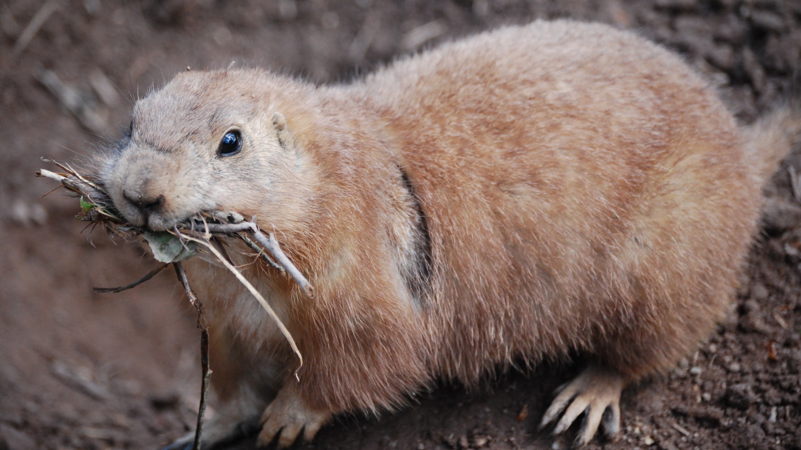 Prairie Dog wallpapers, Cute animal, Active burrower, Nature's beauty, 2560x1440 HD Desktop