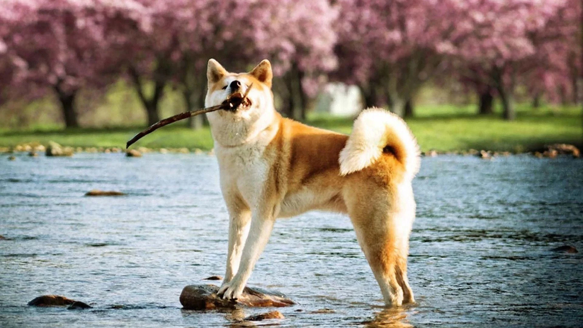 Shiba Inu wallpapers, Artistic backgrounds, Japanese canine beauty, Desktop delights, 1920x1080 Full HD Desktop