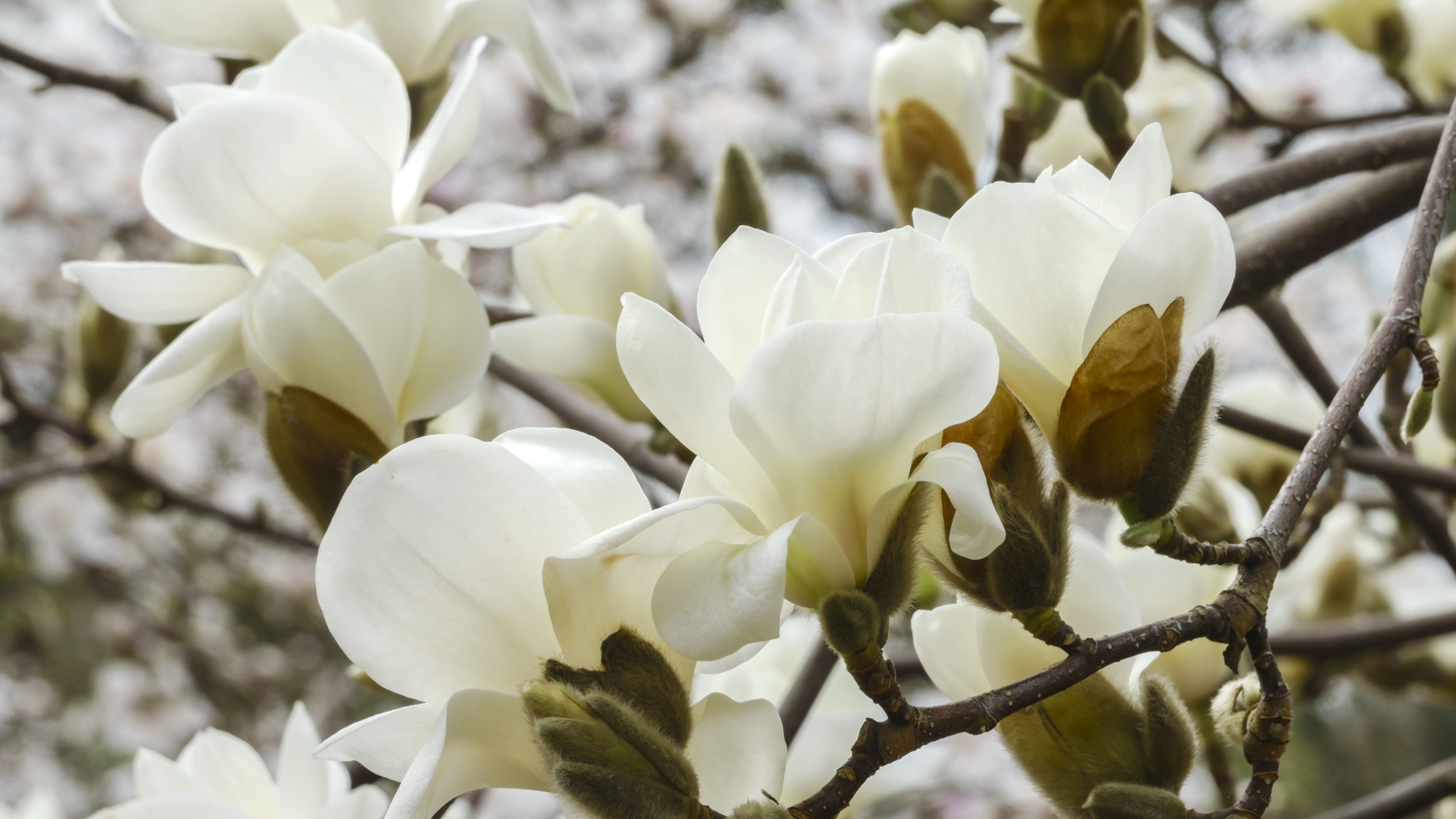 Magnolien Hintergrundbilder, Kostenlos, 3840x2160 4K Desktop