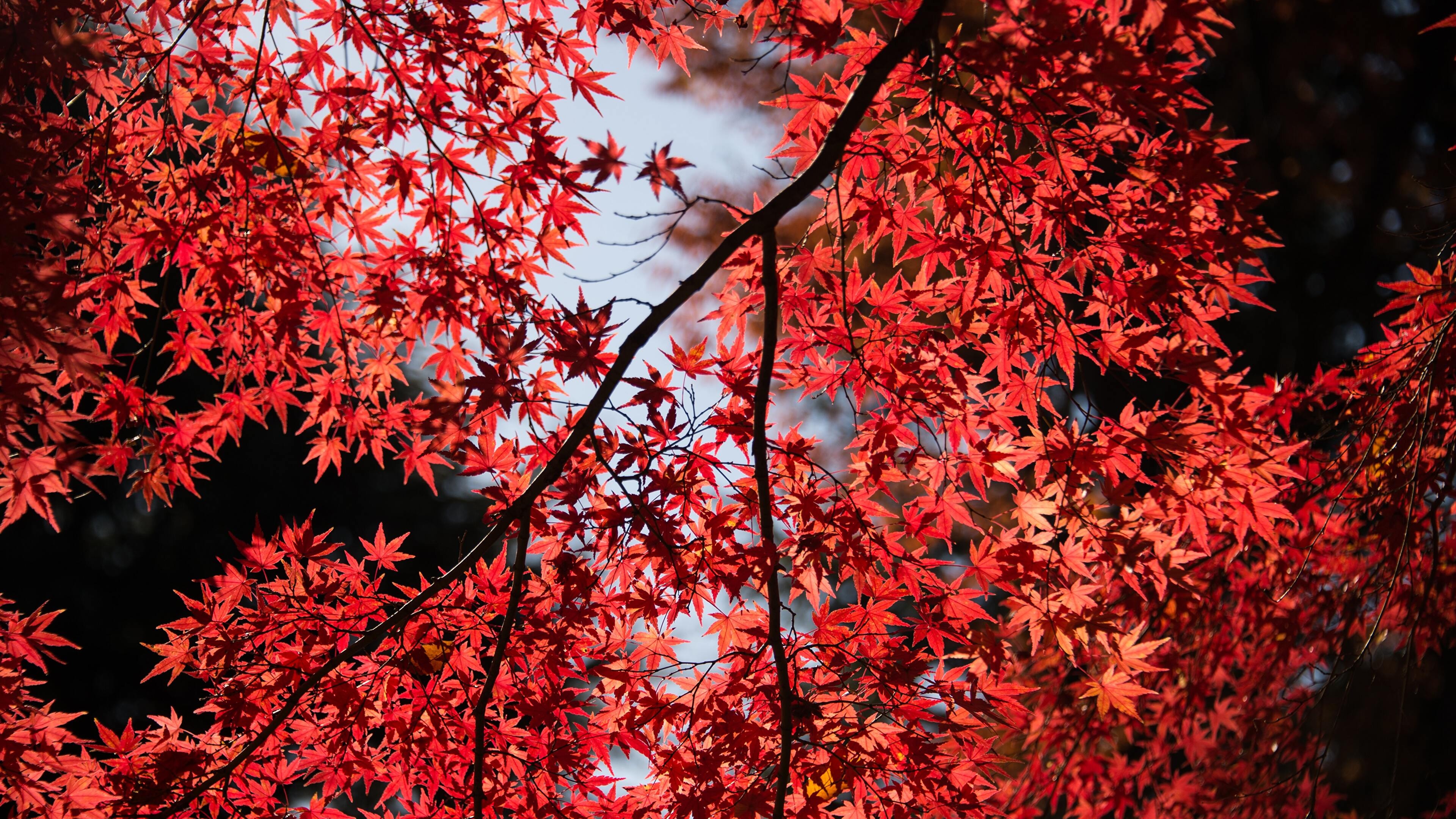 Japanese, Maple Tree Wallpaper, 3840x2160 4K Desktop