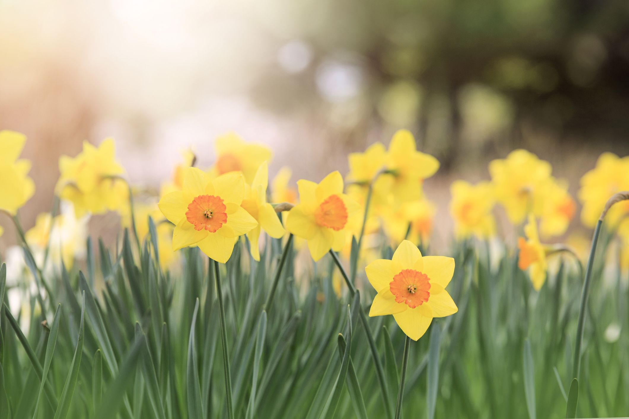 orange cupped daffodils, blooming spring meadow, warm morning sunlight, HD Desktop wallpaper