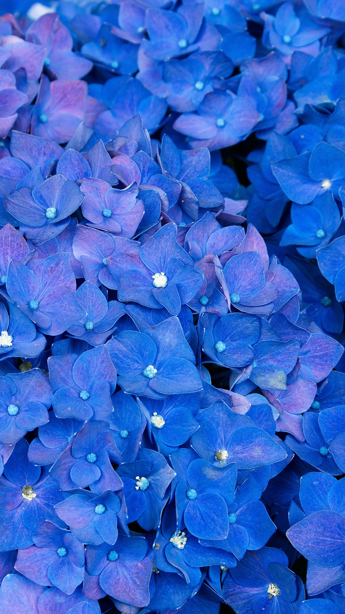 Hydrangea wallpaper, 5k samsung galaxy s6 s7 google pixel xl nexus 6 6p lg g5 hd 4k, Floral elegance, Nature's splendor, 1440x2560 HD Phone