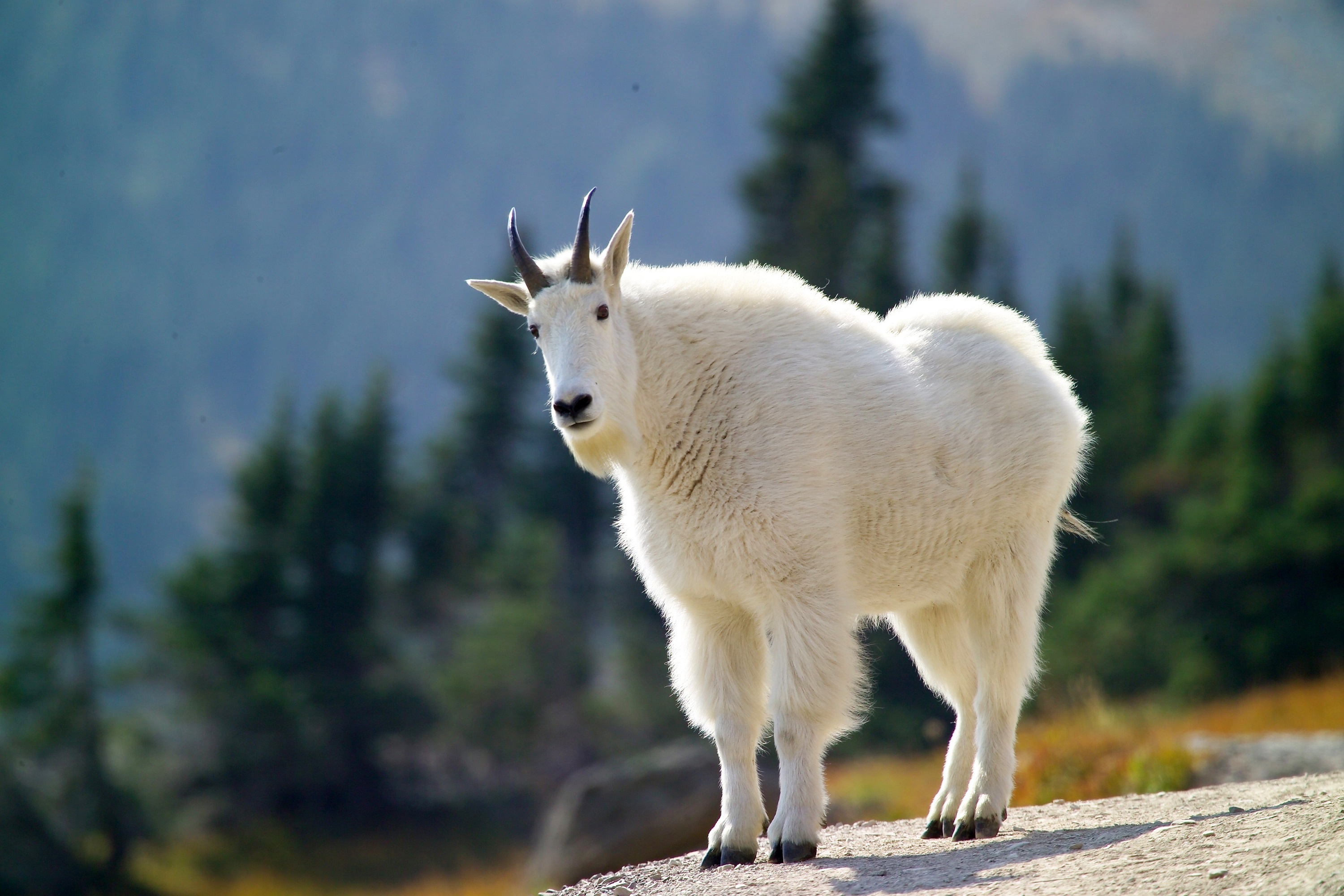 Mountain goat, Goats Wallpaper, 3000x2000 HD Desktop