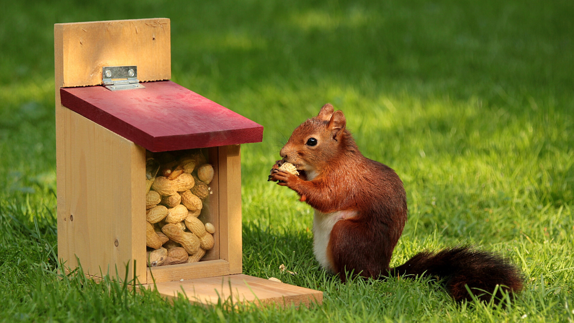 Eating peanuts squirrel, Grass background, Cute creature, Nature's beauty, 1920x1080 Full HD Desktop