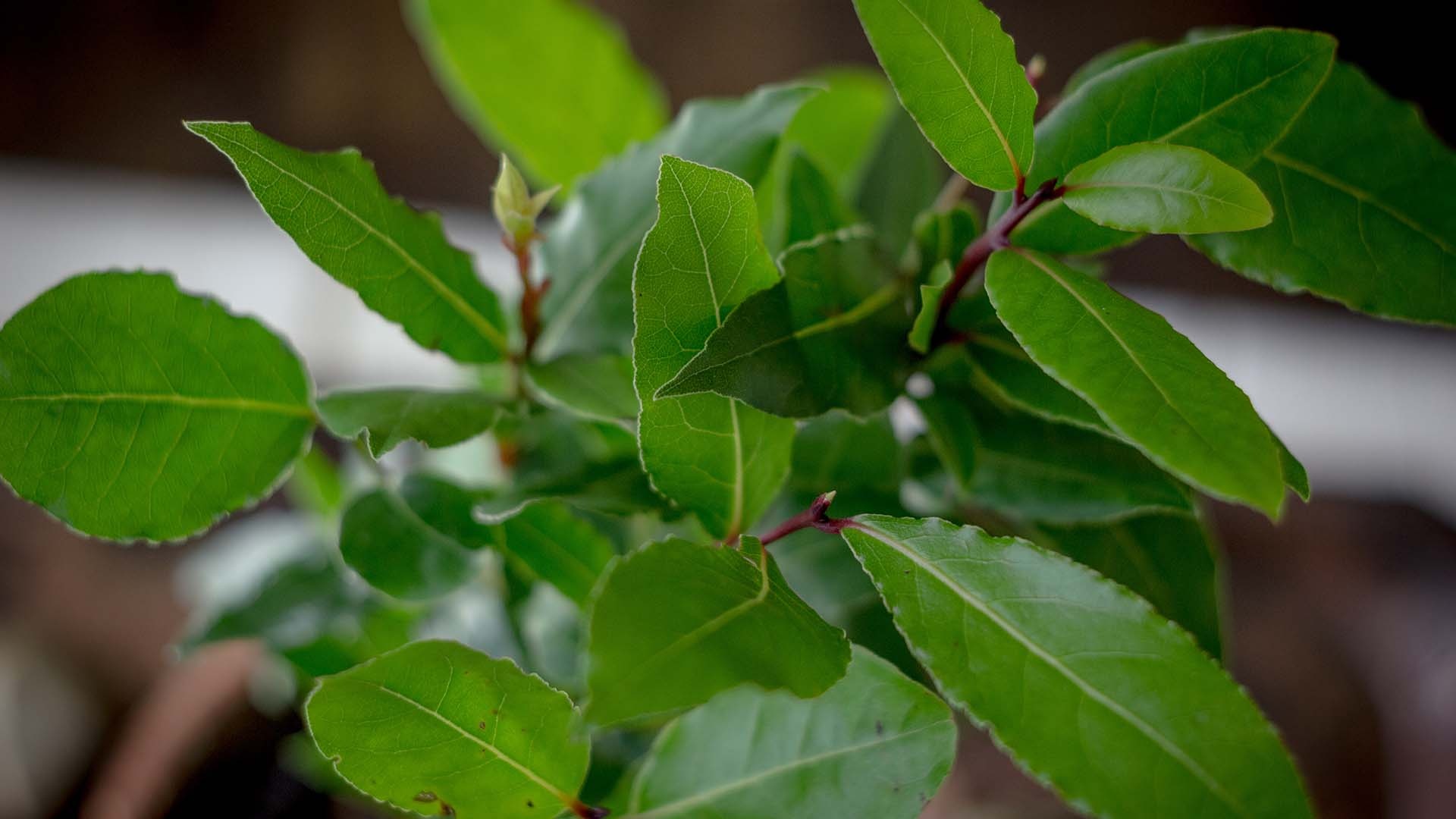 Houseplants you can eat, Tomorrow's World Today, Health benefits, 1920x1080 Full HD Desktop