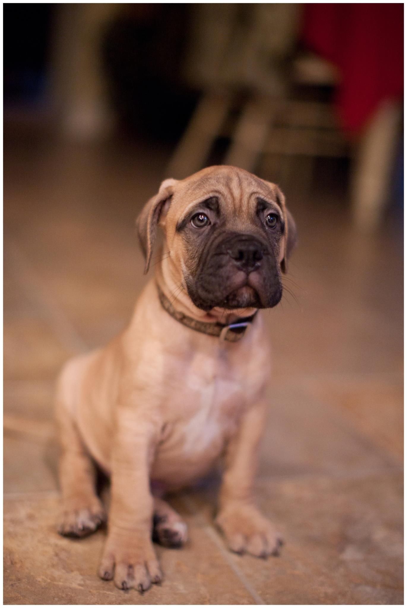 Bullmastiff puppy, Adorable bull mastiff, Playful puppies, Loving temperament, 1380x2050 HD Phone