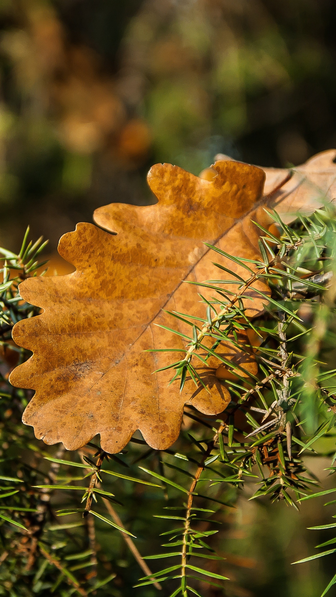 Oak leaf, Rosemary (Herb) Wallpaper, 1350x2400 HD Phone