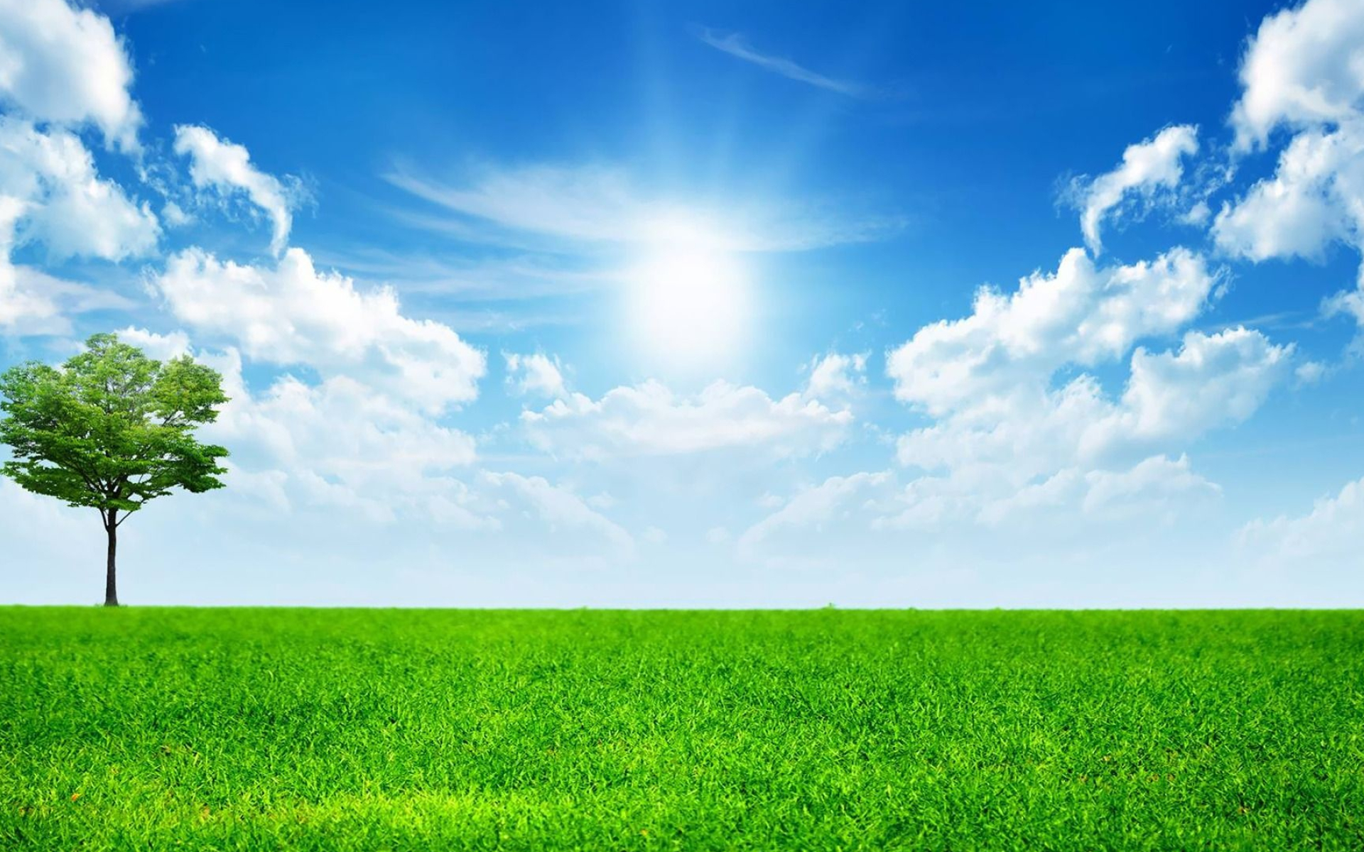 solitary green tree, lush green grass field, bright midday sun, HD Desktop wallpaper