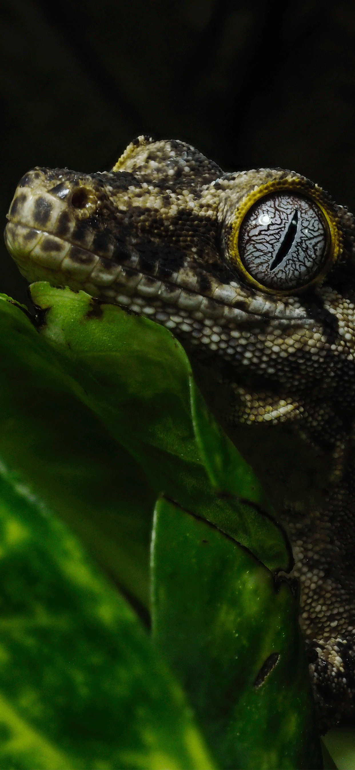 Gecko, Reptile beauty, Colorful scales, Majestic creature, 1250x2690 HD Phone